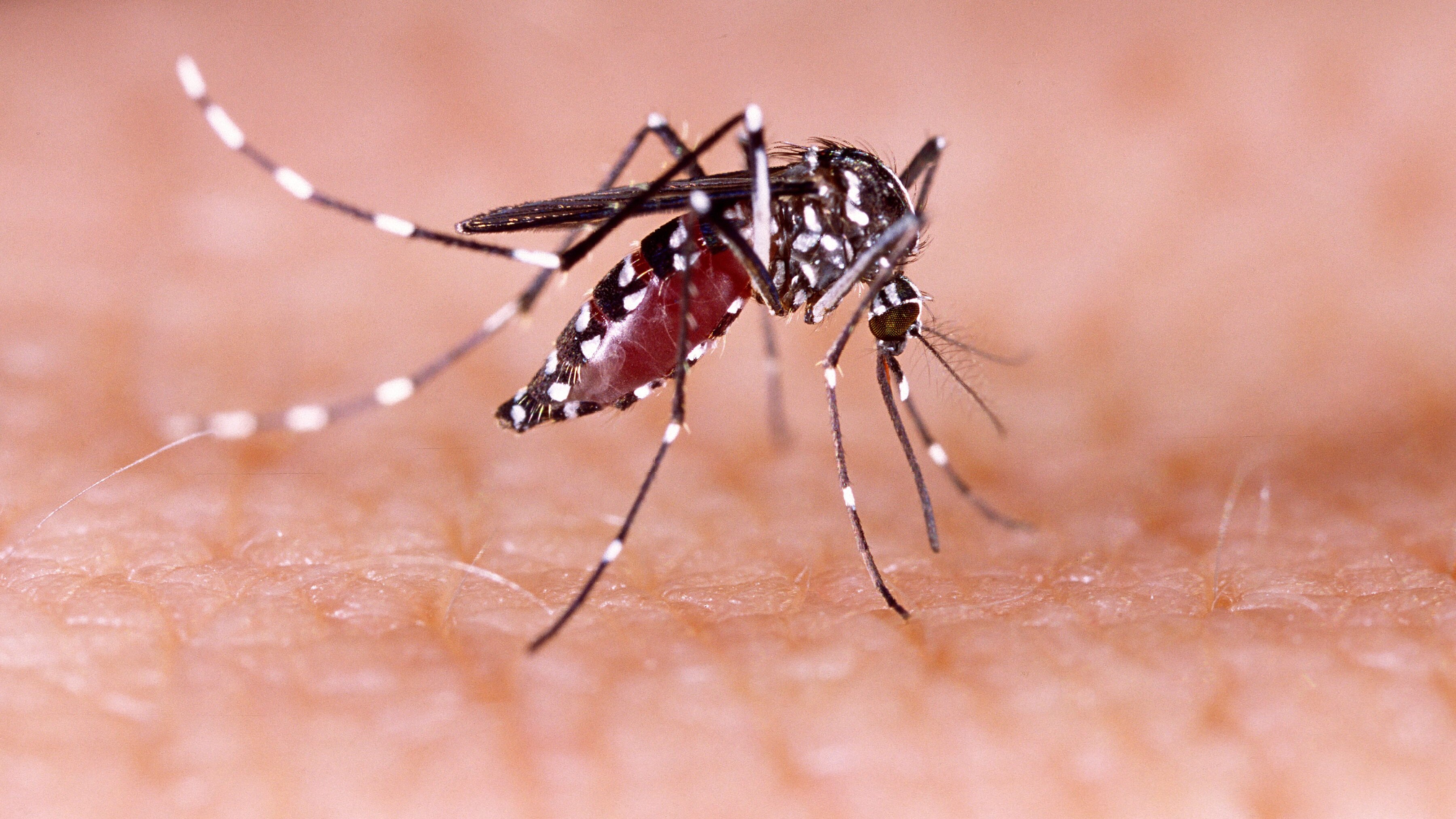 Aedes aegypti
