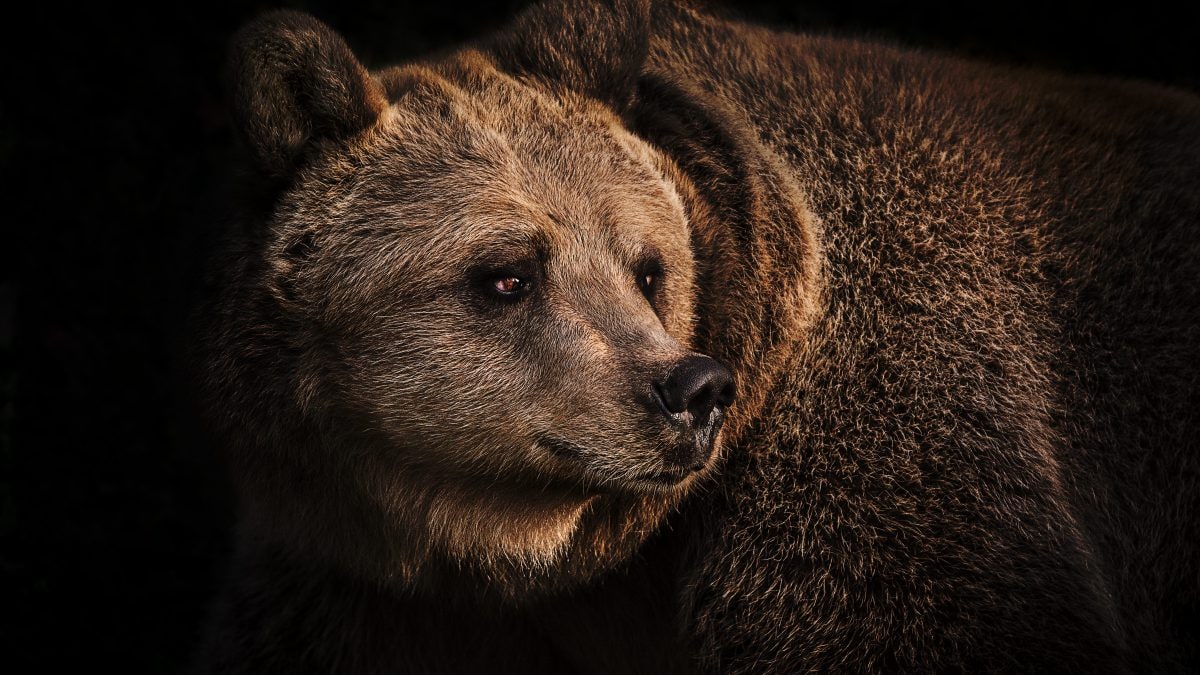 orso bruno