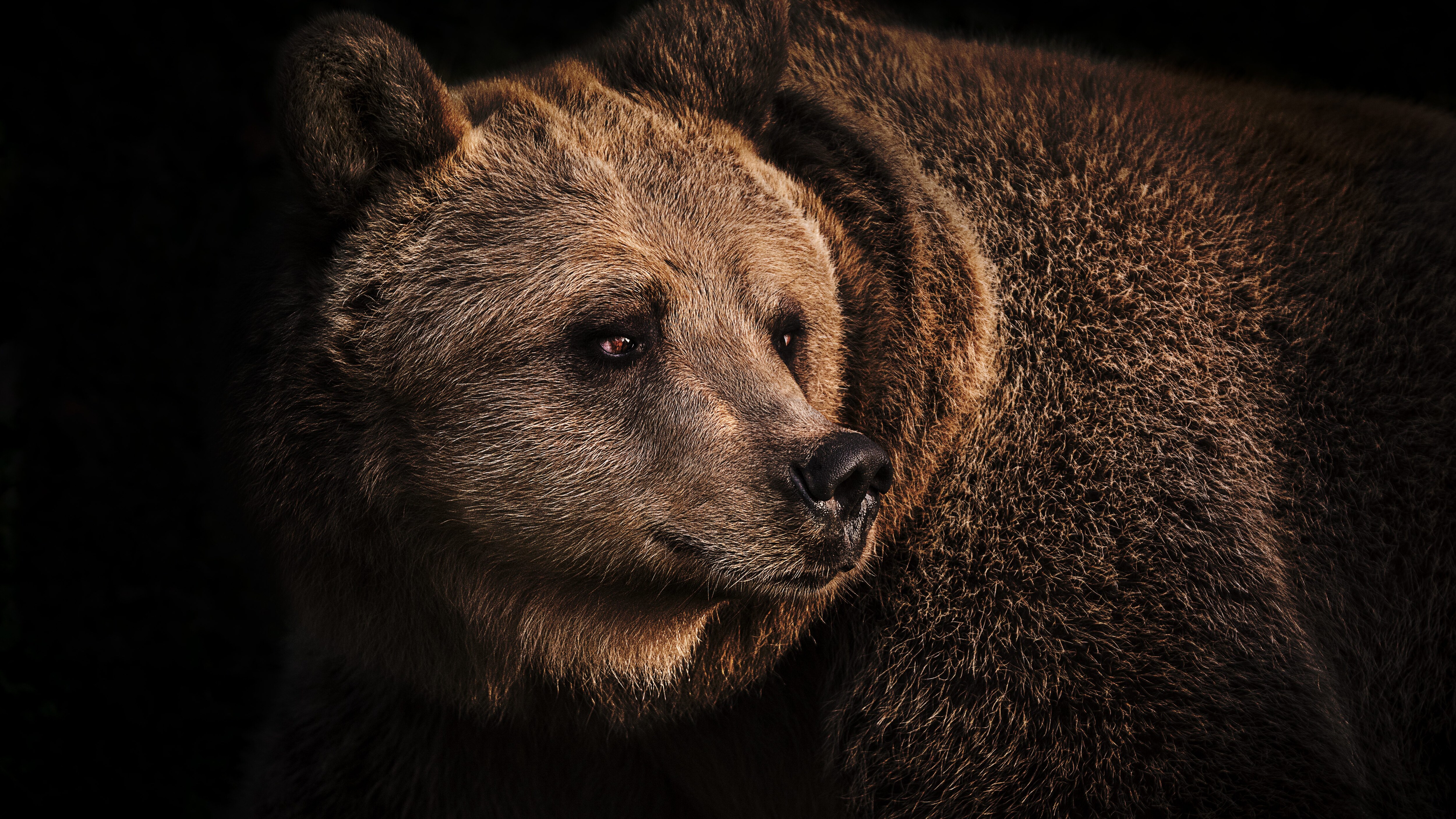 orso bruno