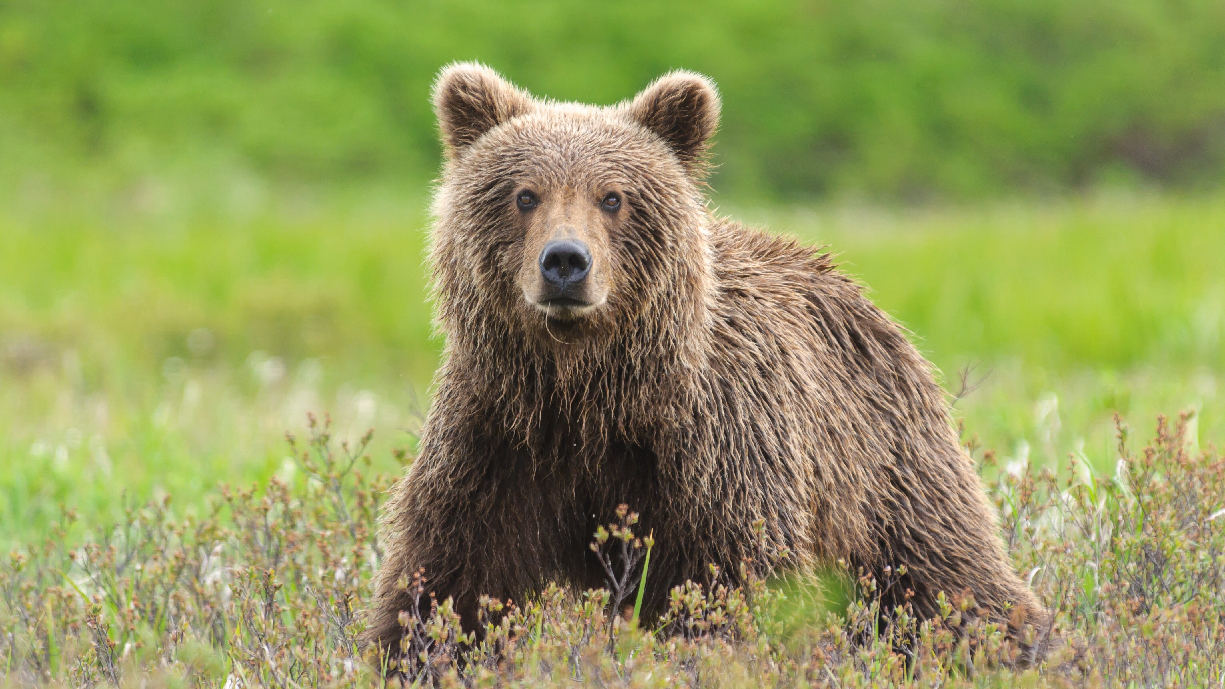 orso bruno