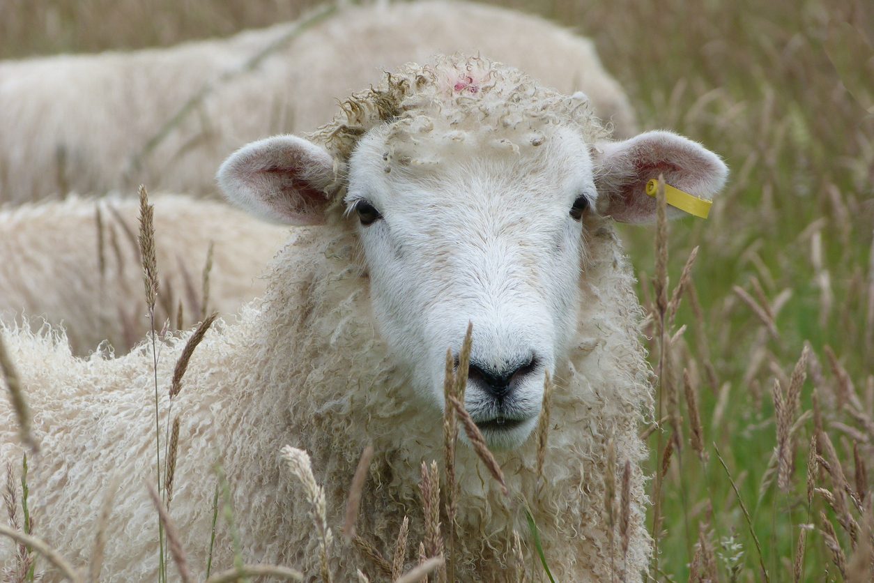La Pecora Ovis Aries 