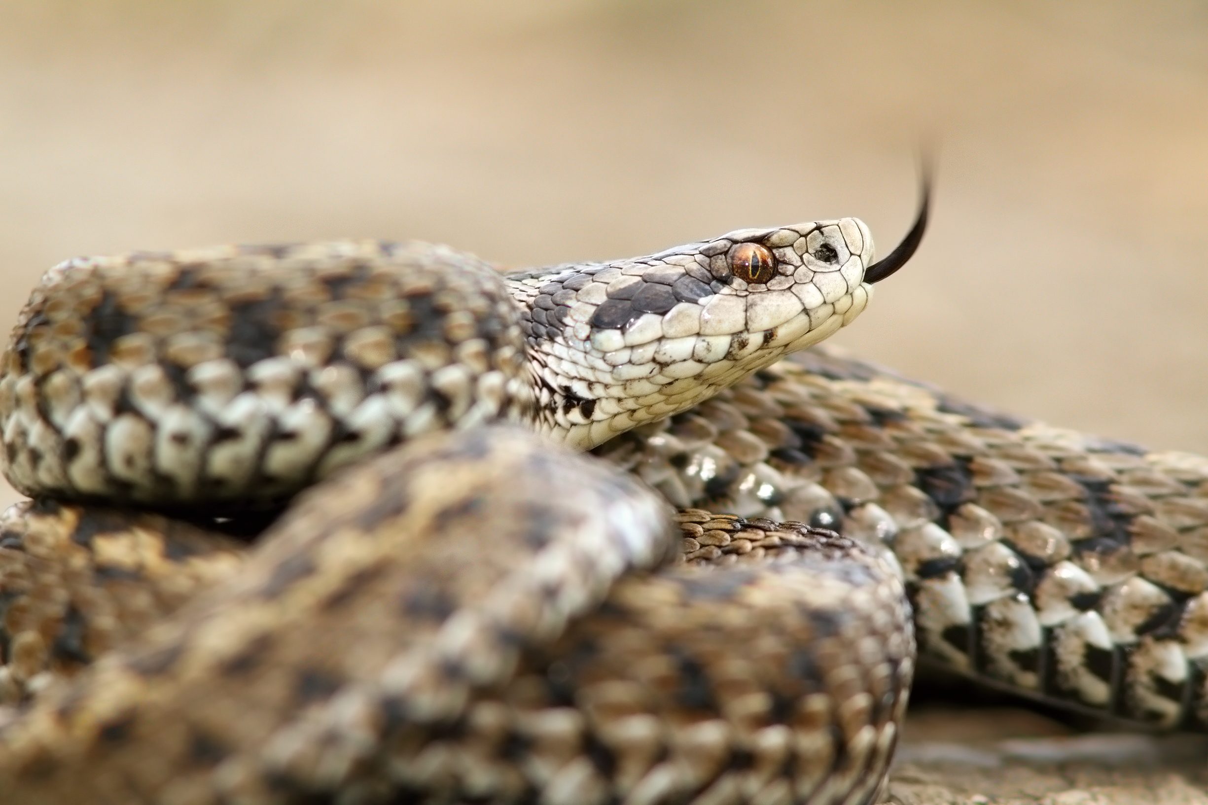 A Pavia una studentessa filma una vipera per studiarla ma viene morsa