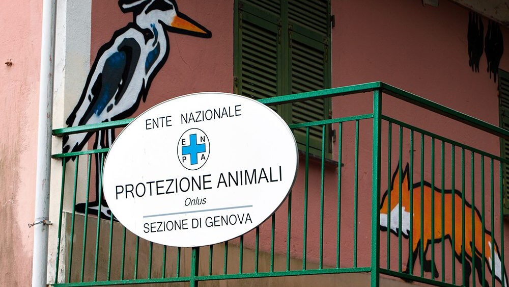 Immagine