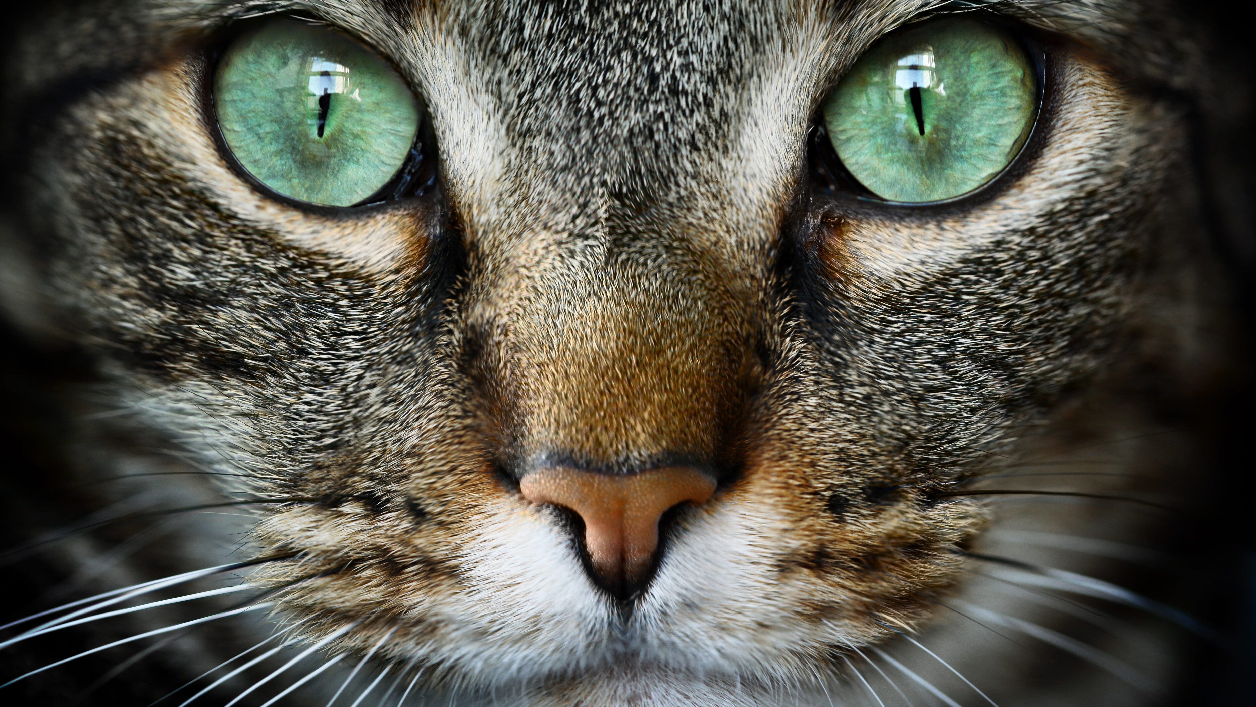 gatto