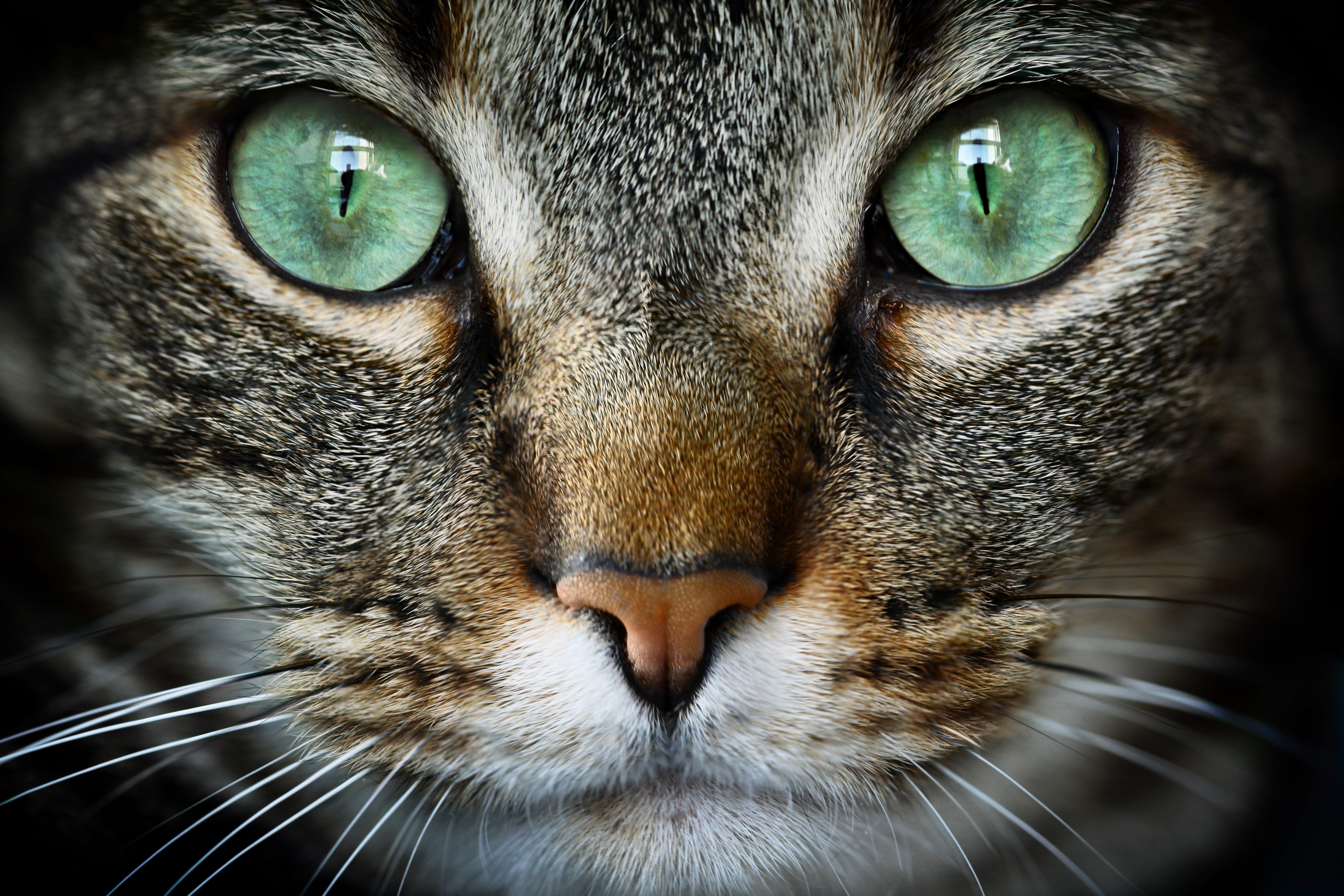 gatto