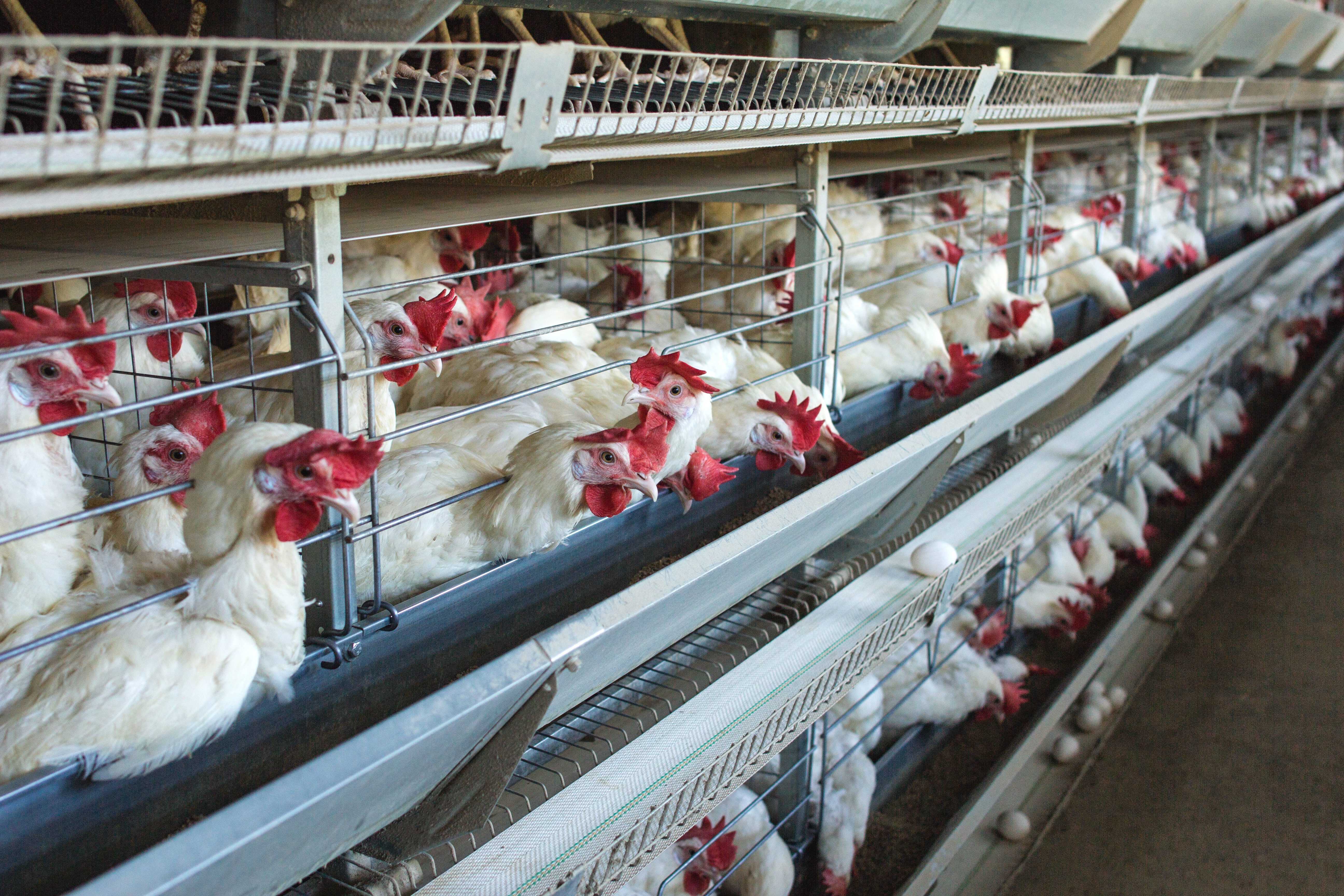 polli broiler