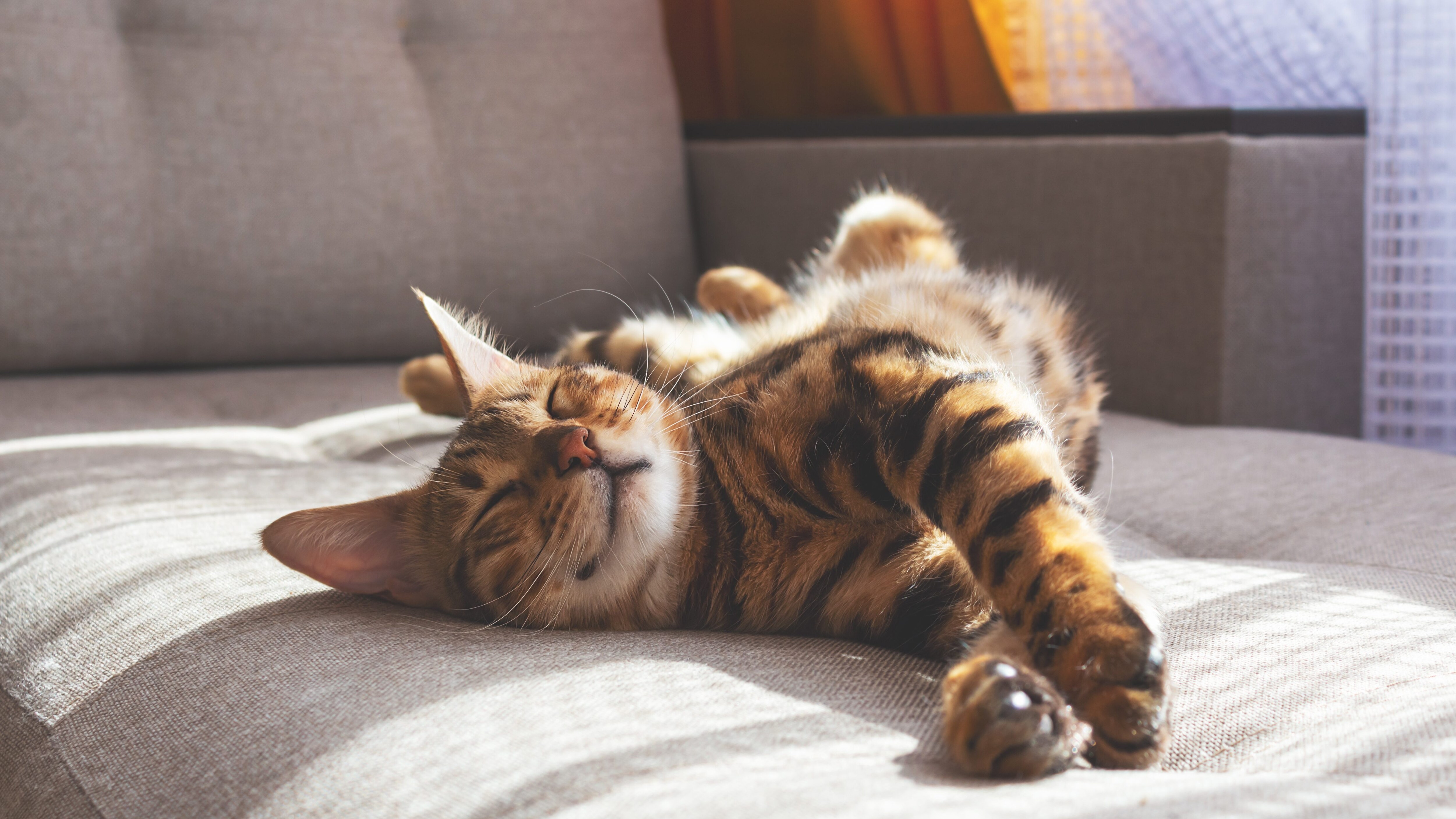 gatto dormire