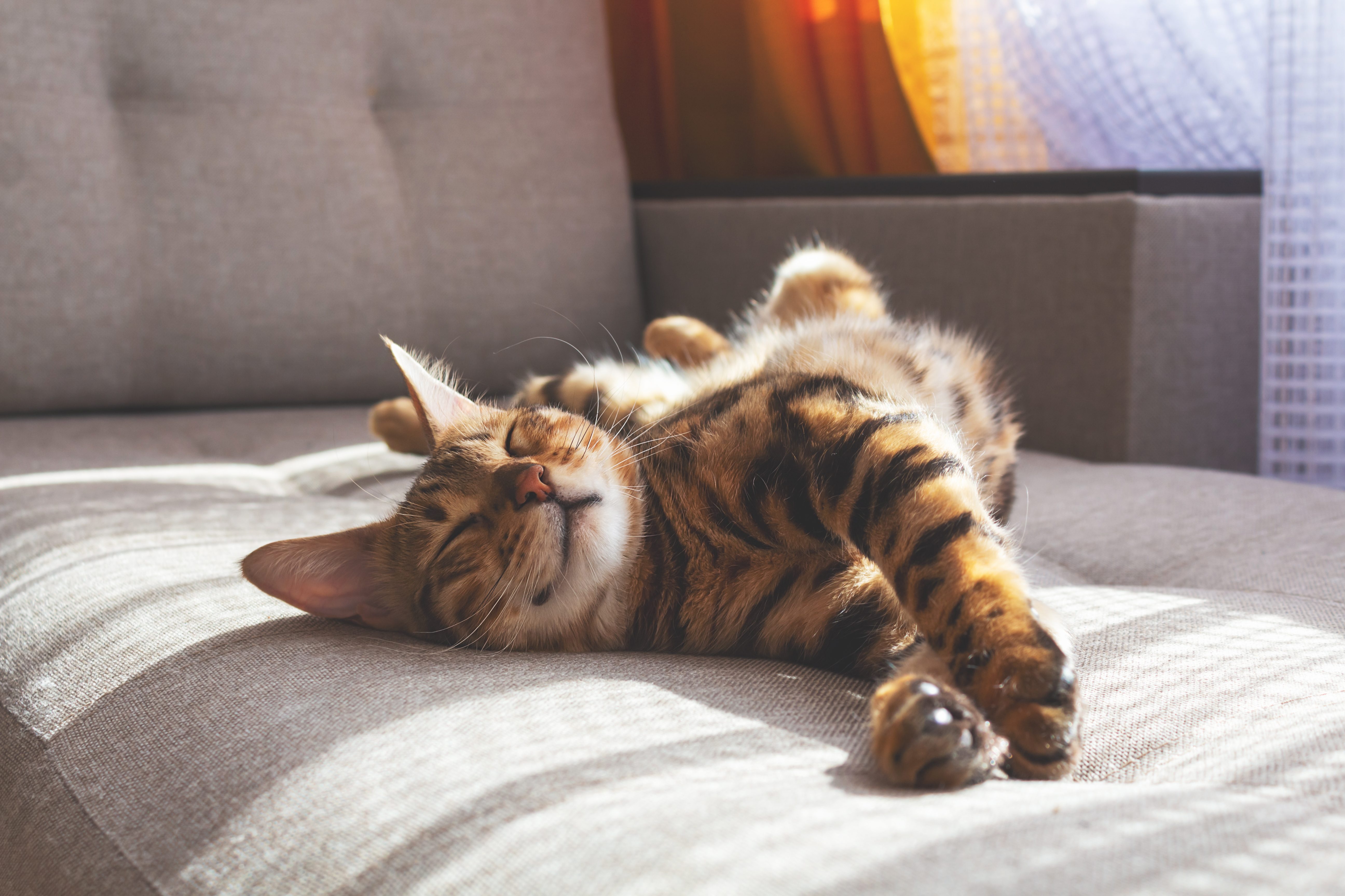gatto dormire