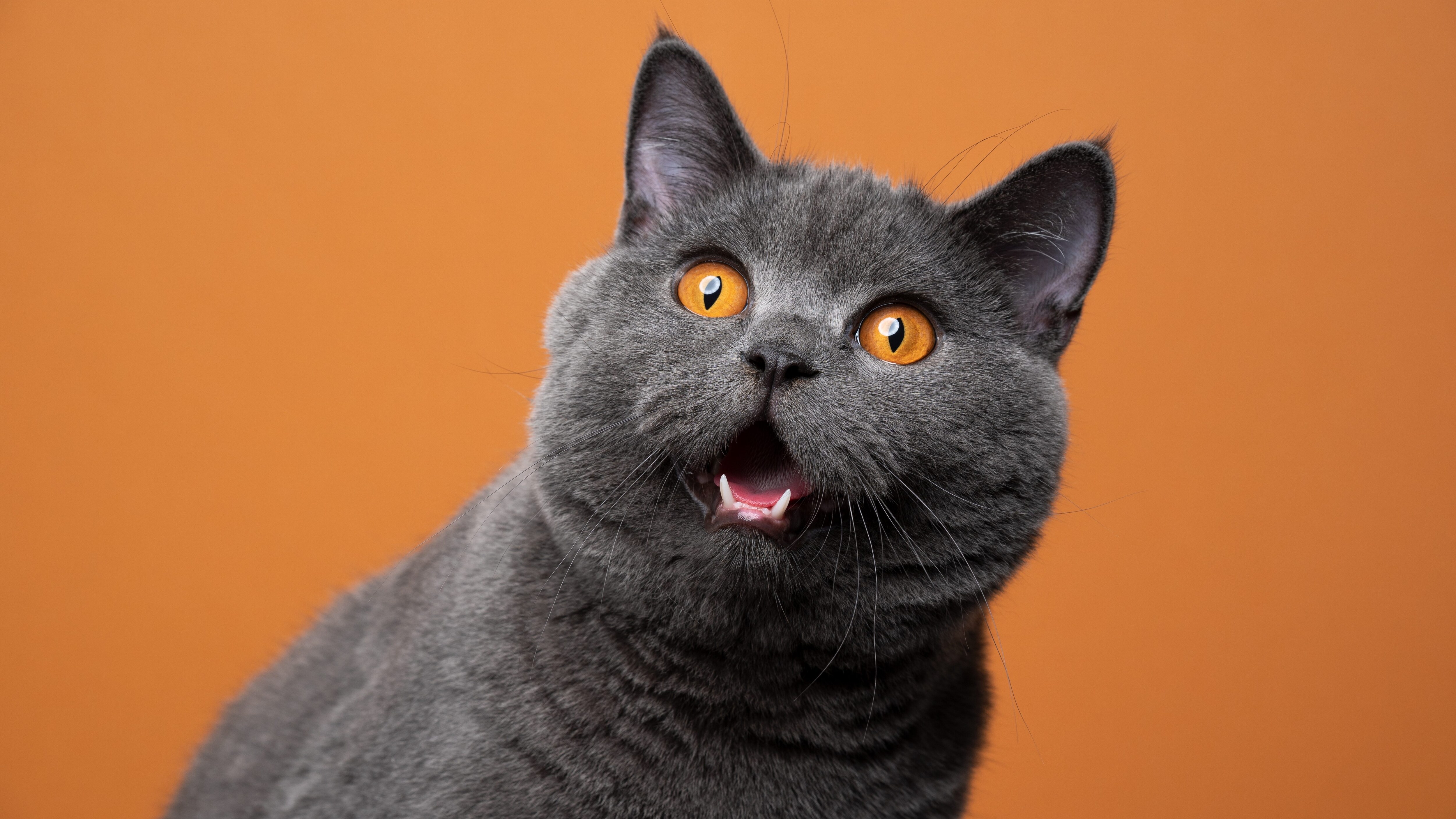 gatto