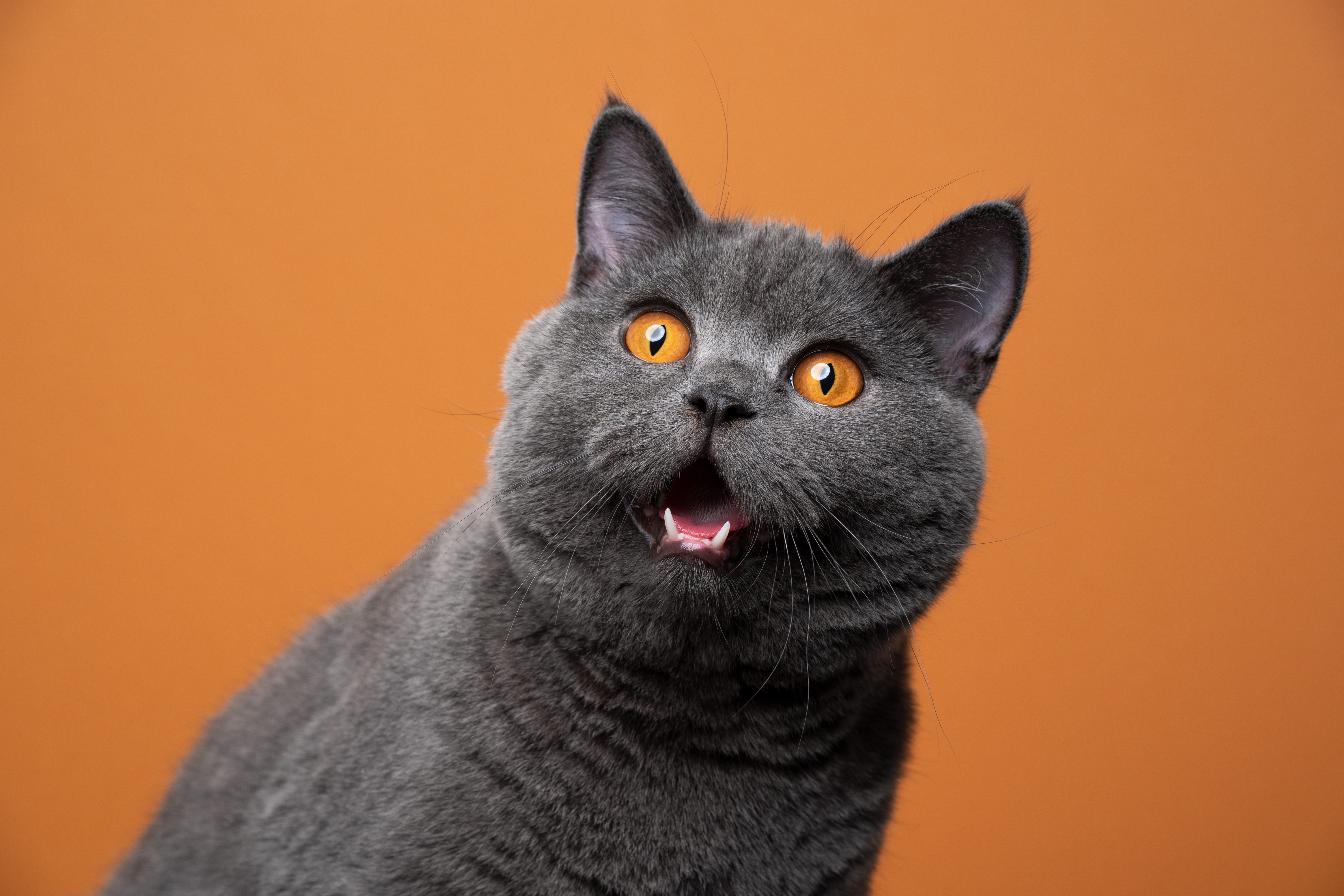 gatto