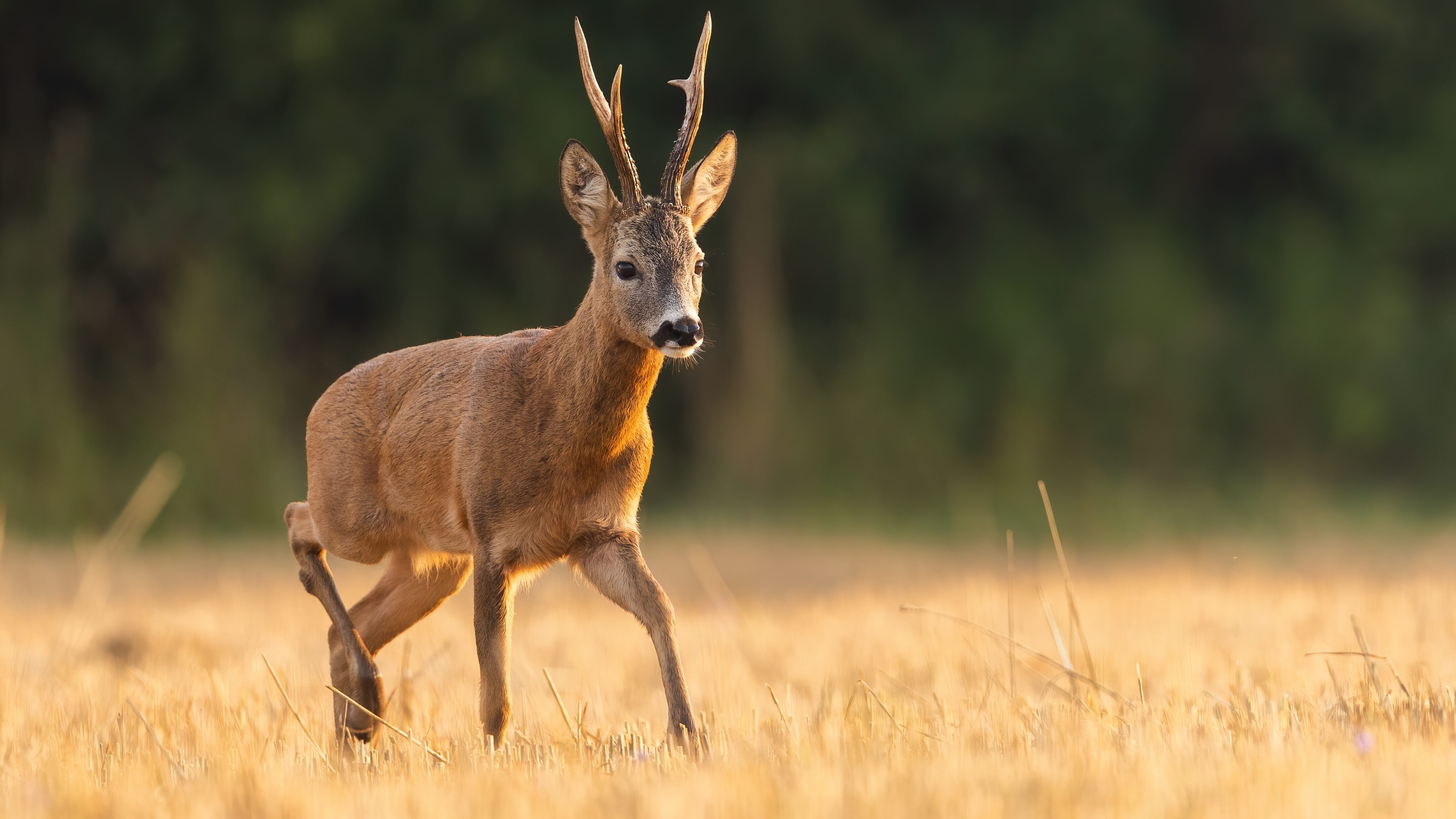 capriolo