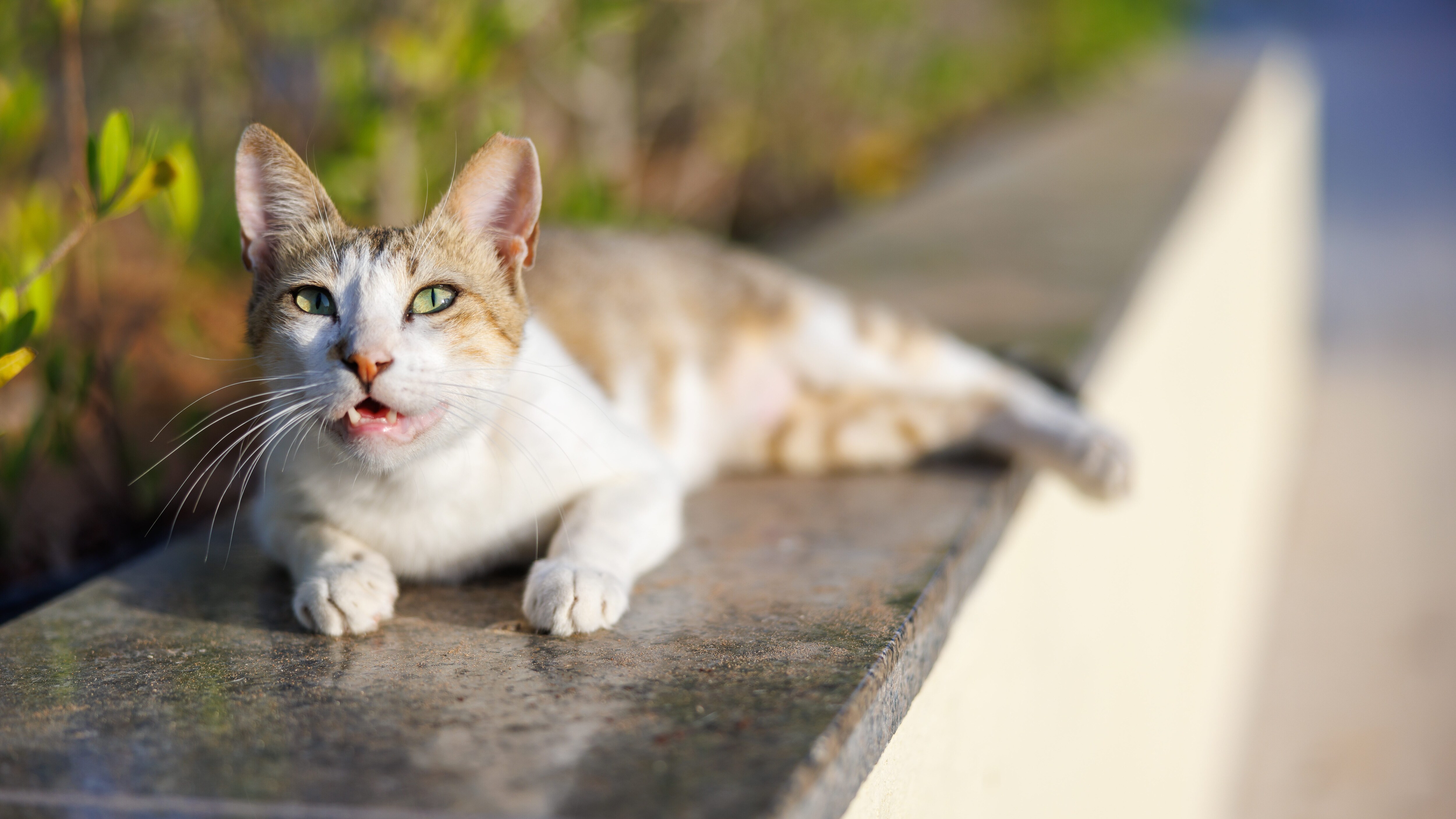 gatto