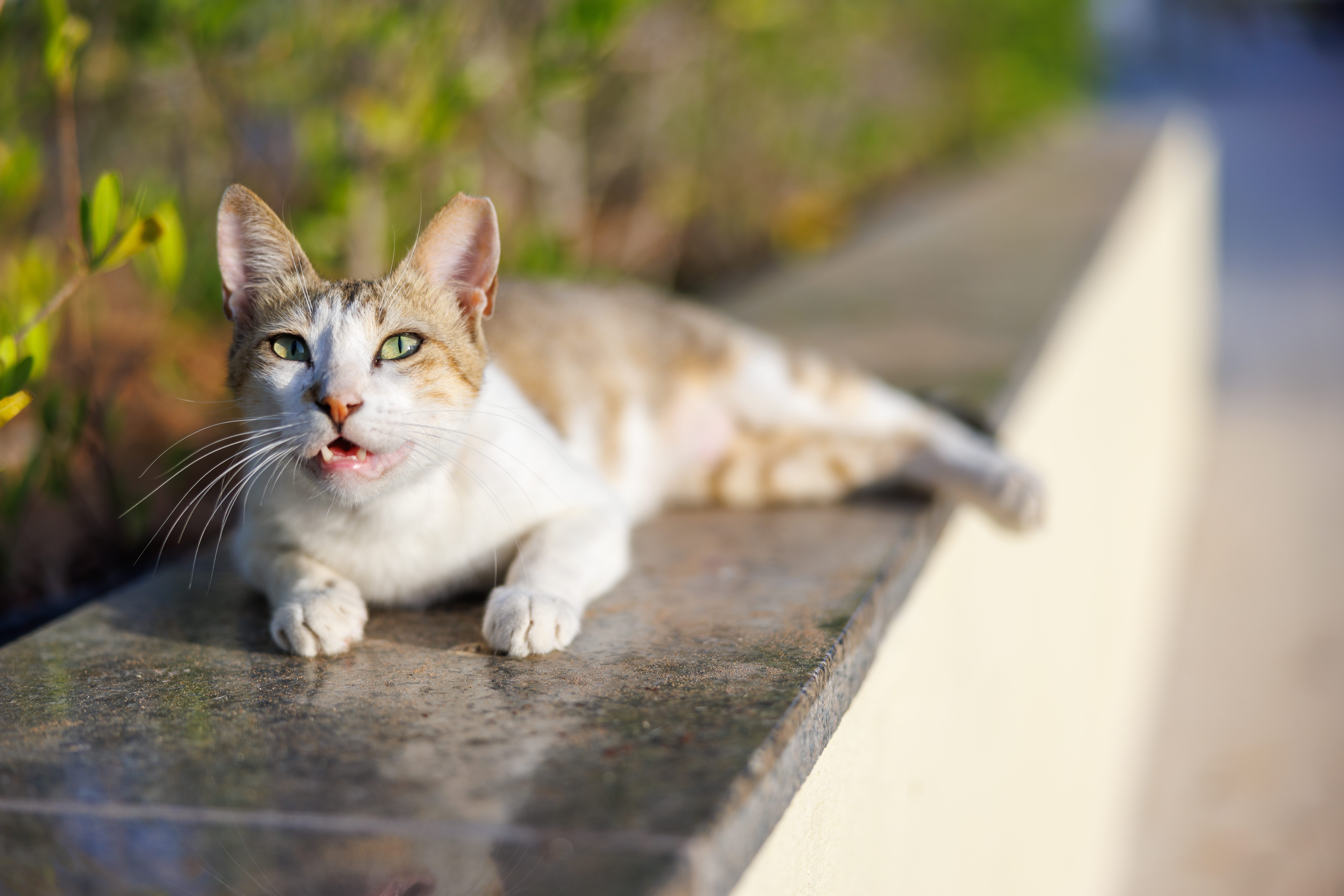 gatto