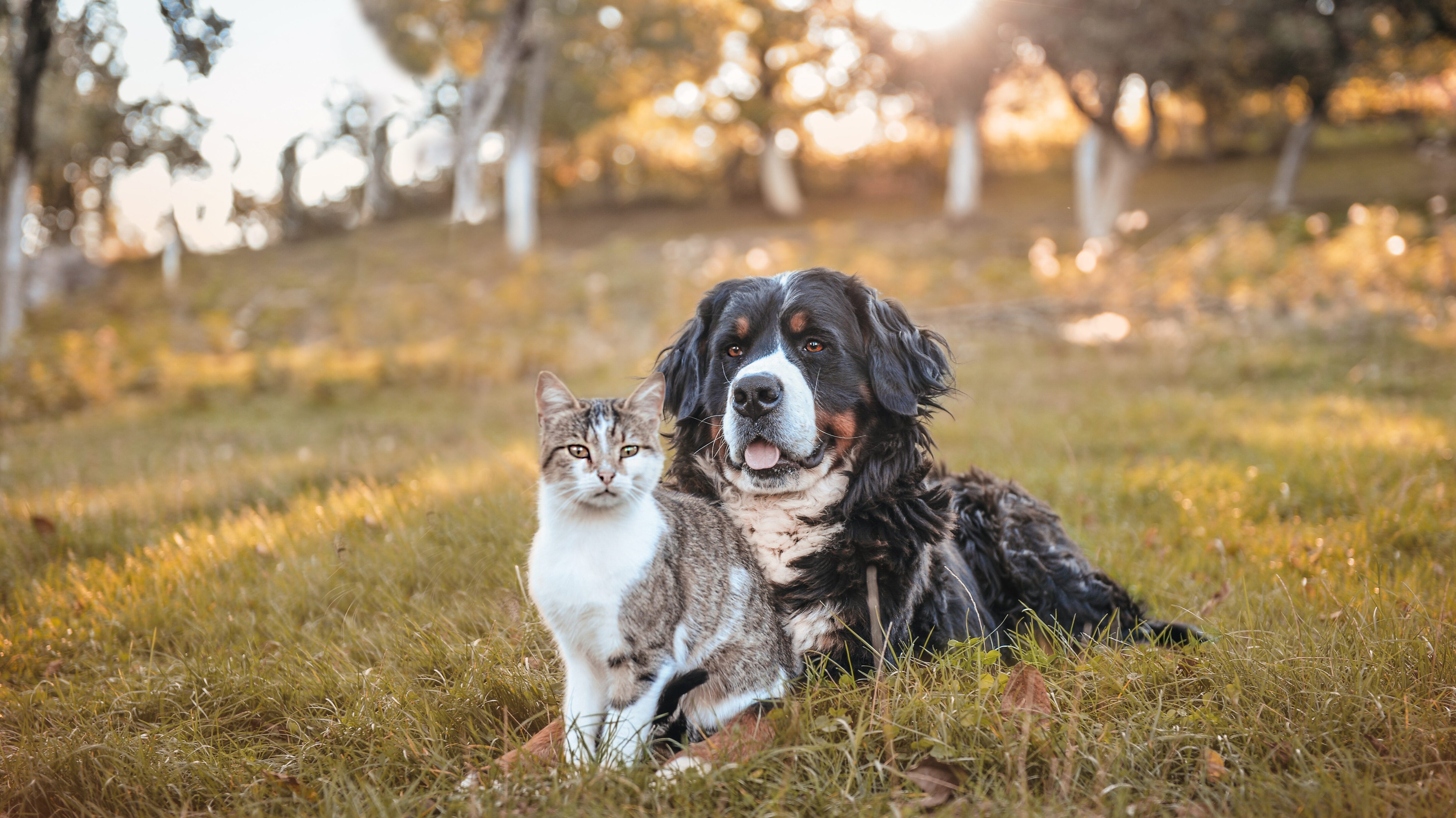 cane gatto