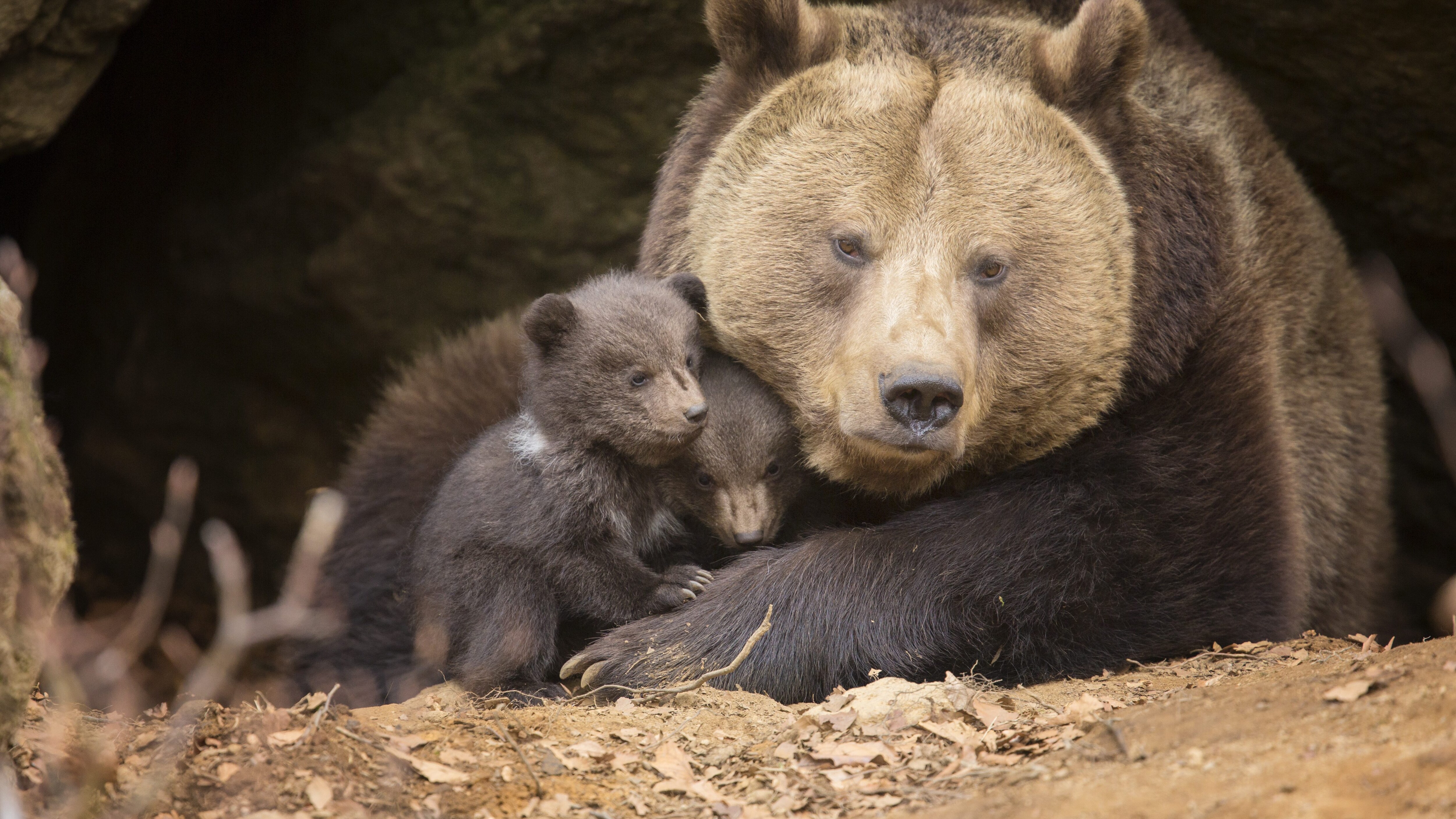 orso madre