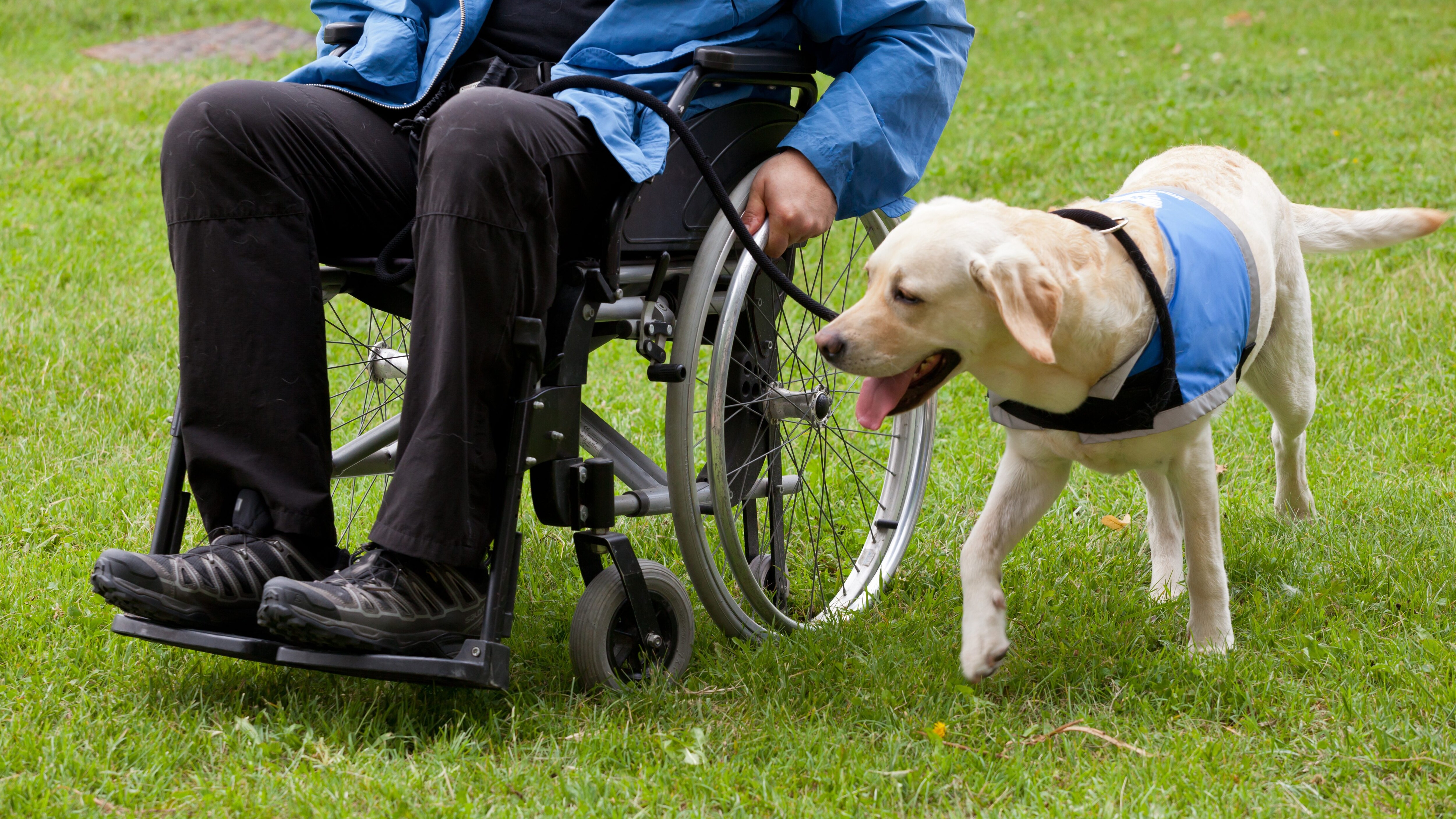 pet therapy