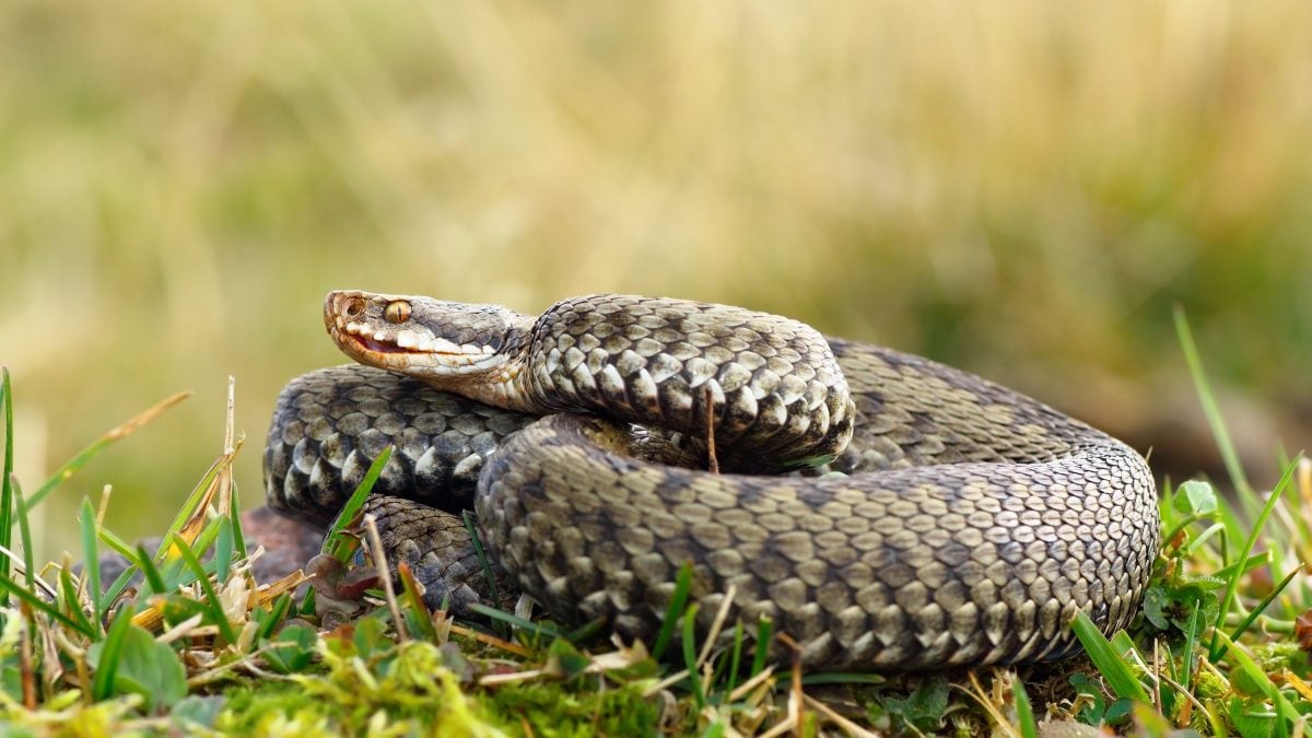 vipera comune