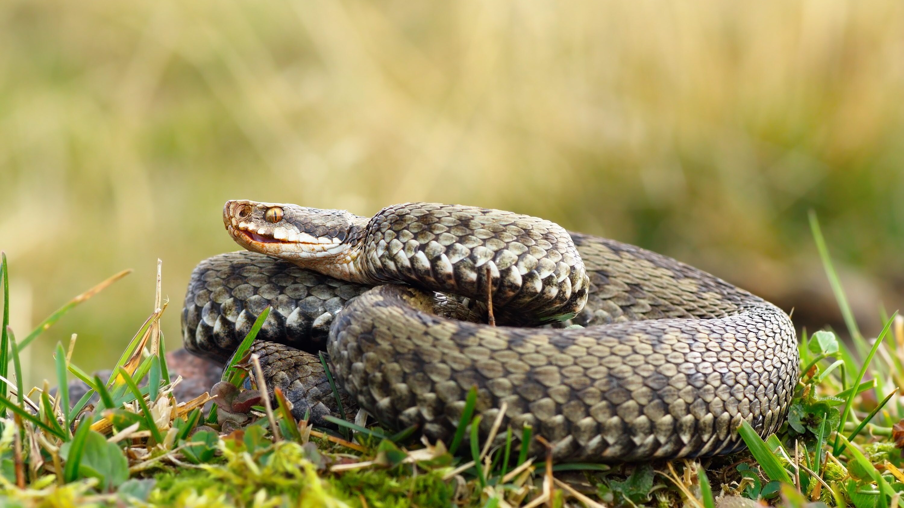 vipera comune