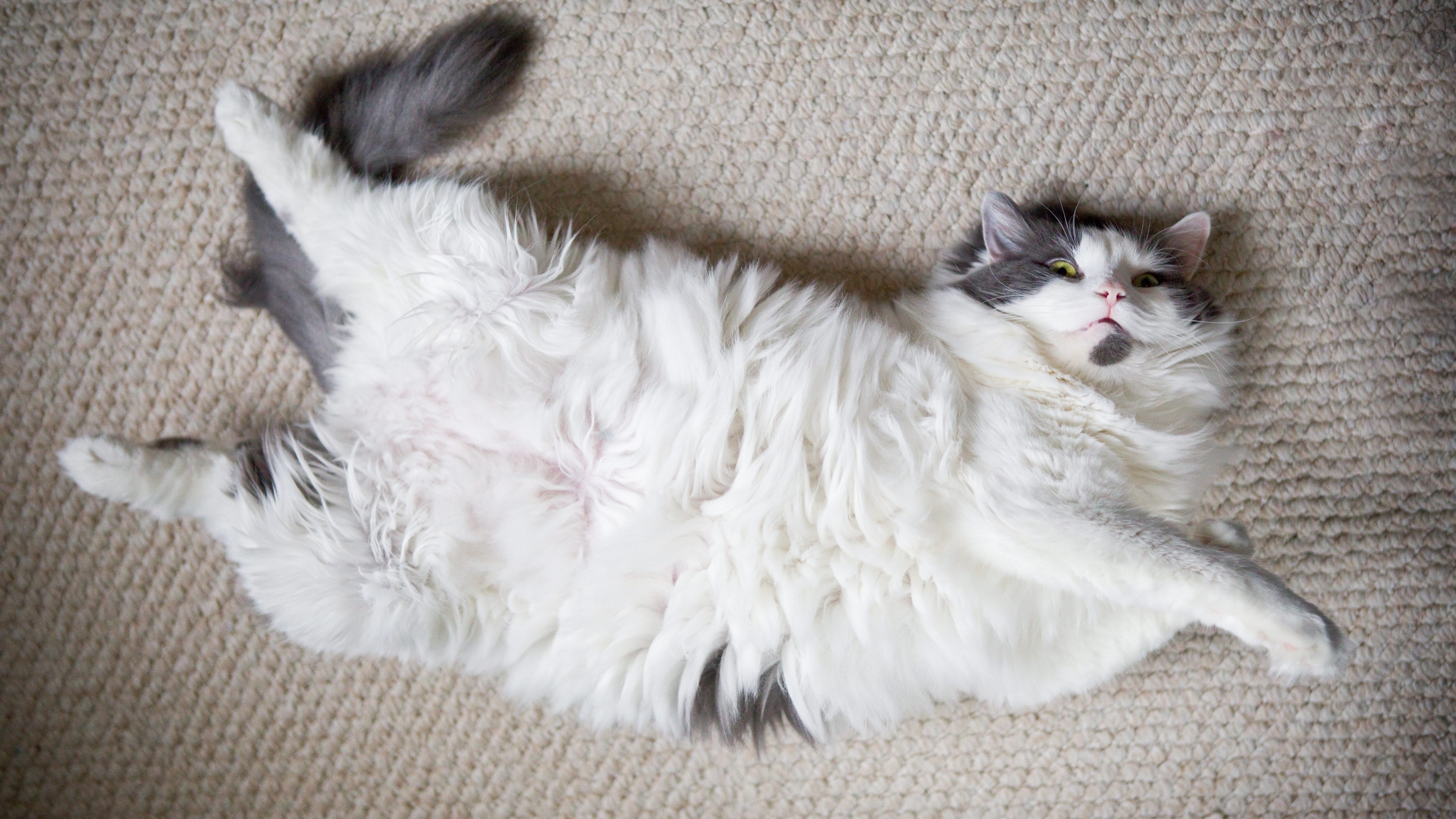gatto pancia in su