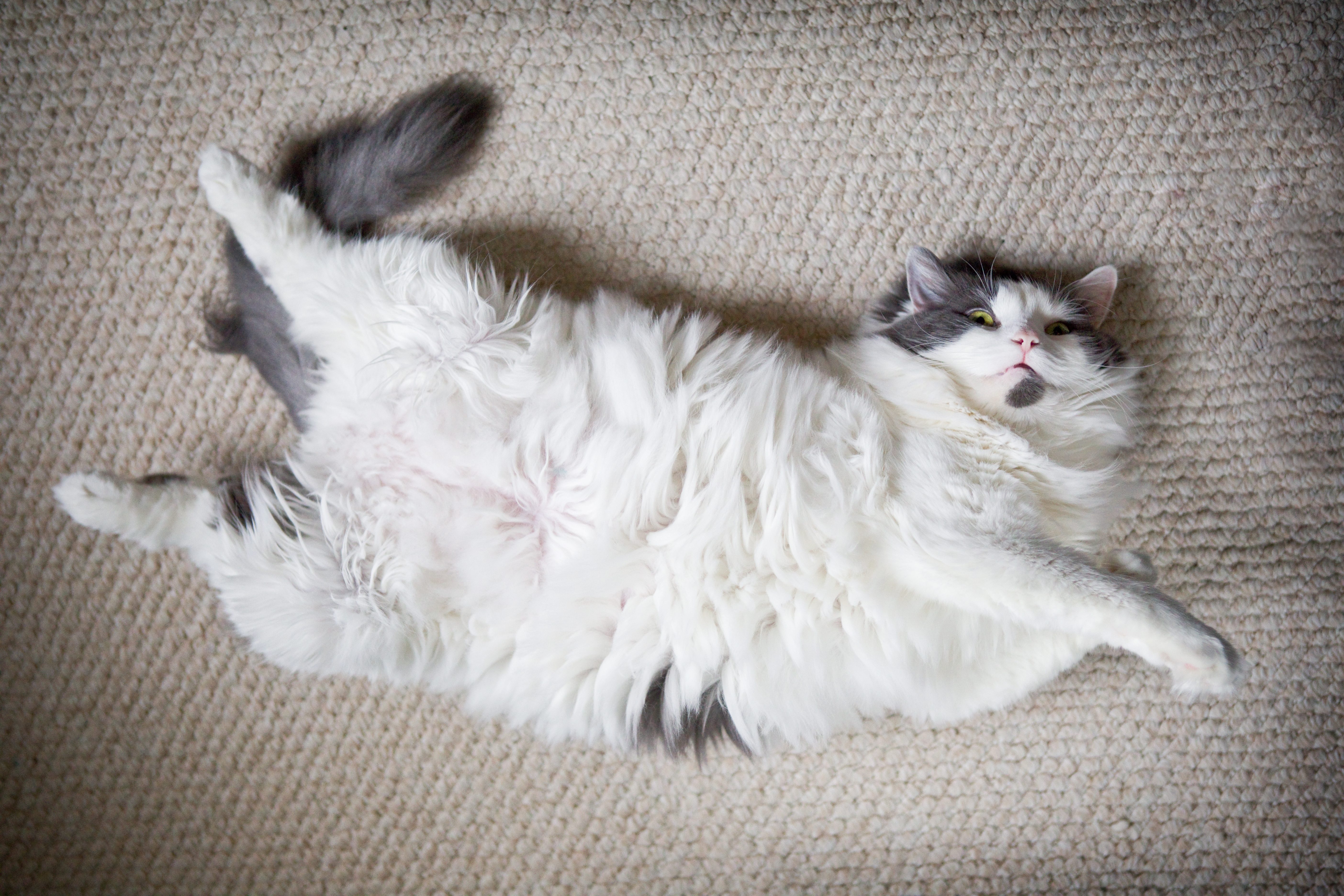 gatto pancia in su