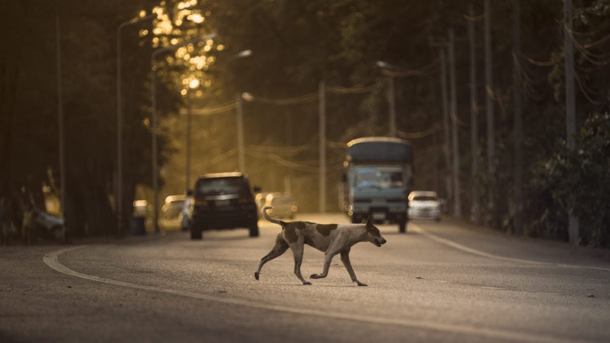 cane strada