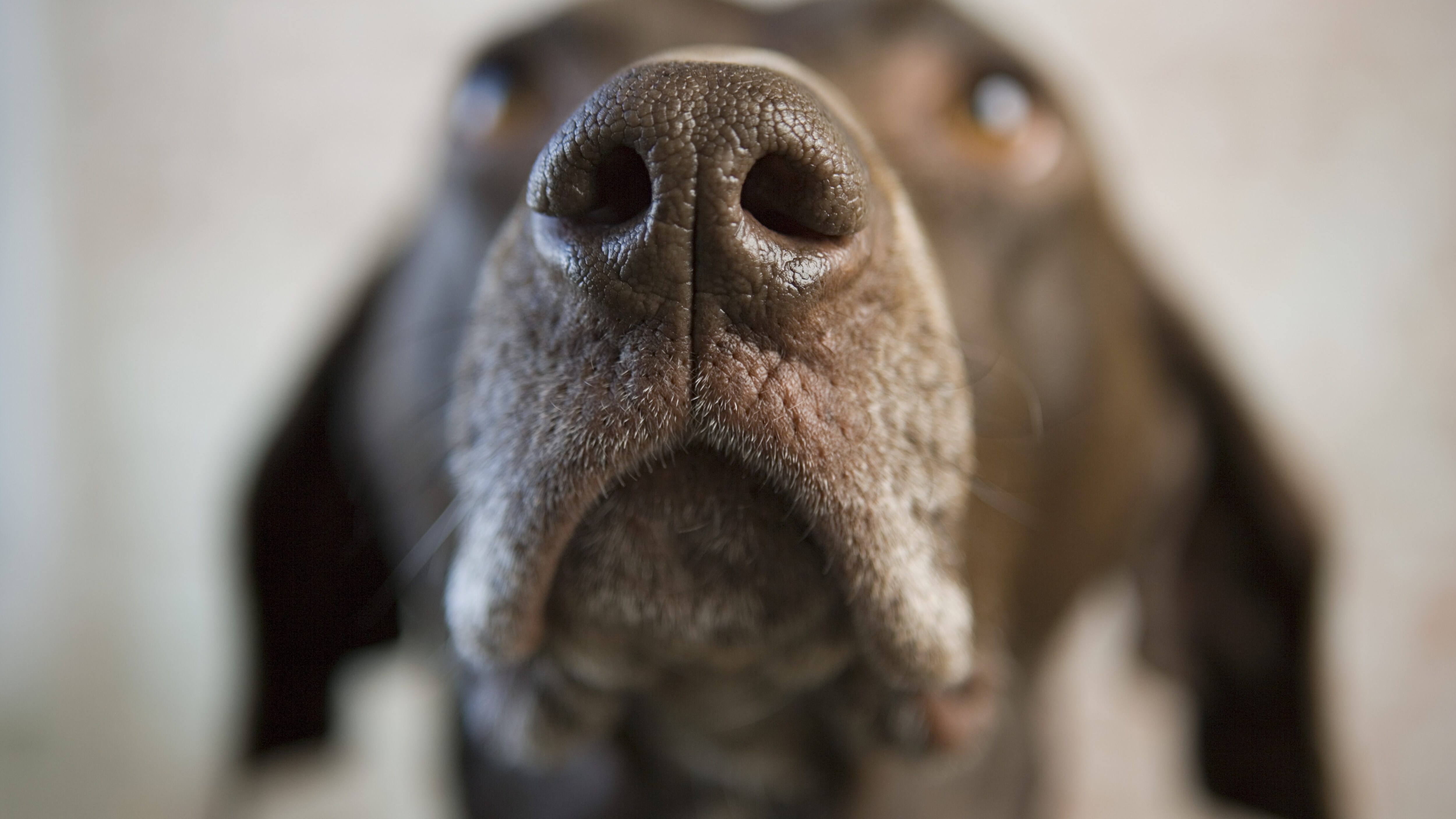 cane olfatto