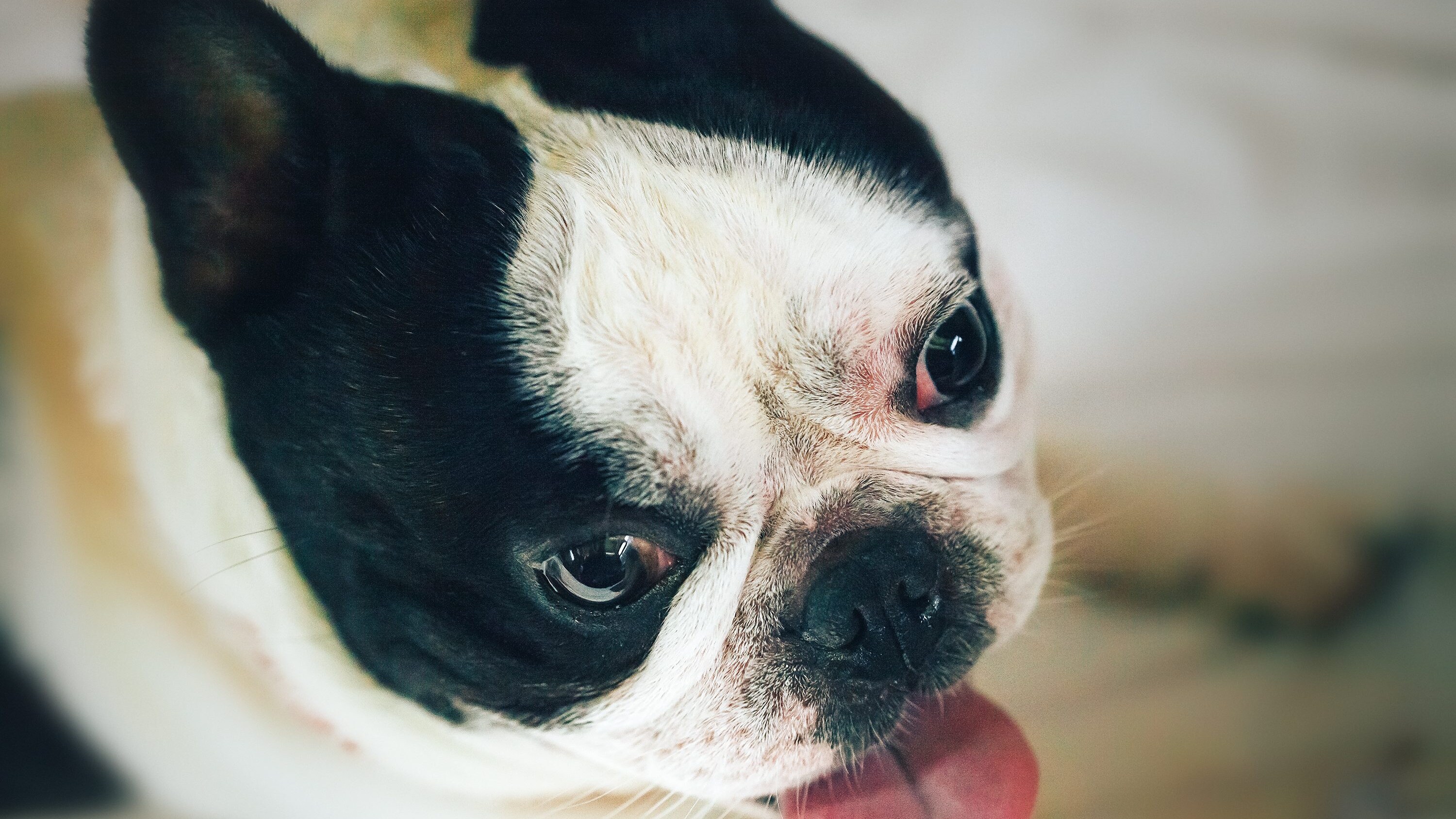 Bouledogue Francese