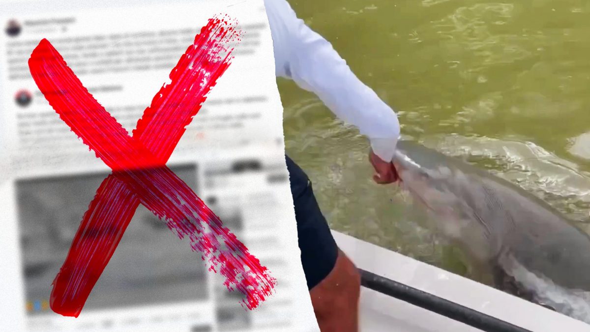 Attacco squalo Florida debunking