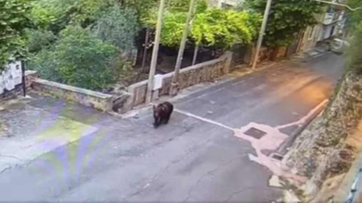 orso a vicalvi