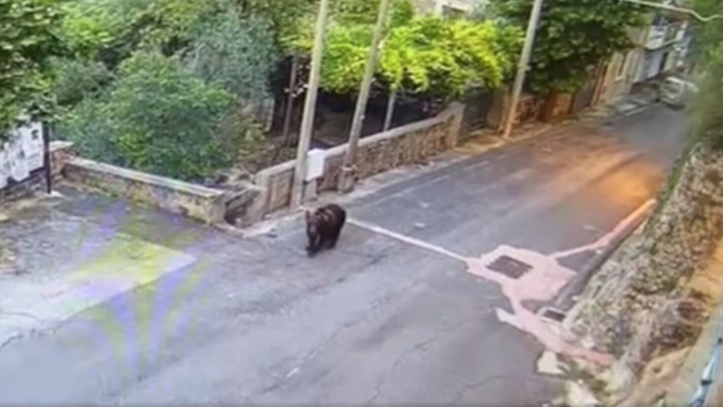 orso a vicalvi