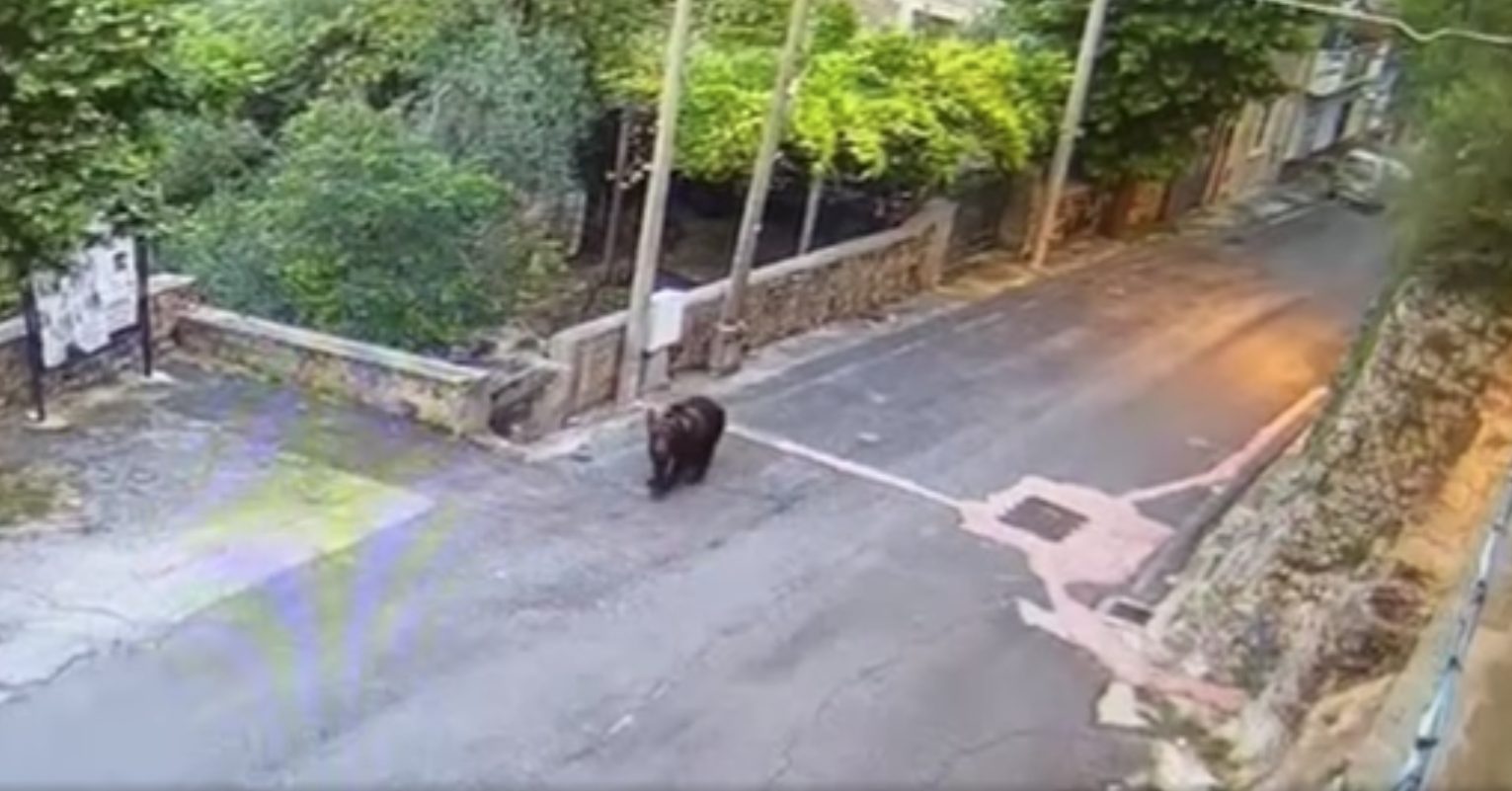 orso a vicalvi