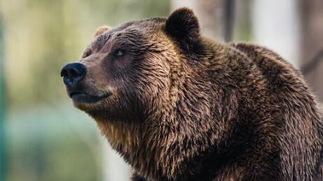 orso
