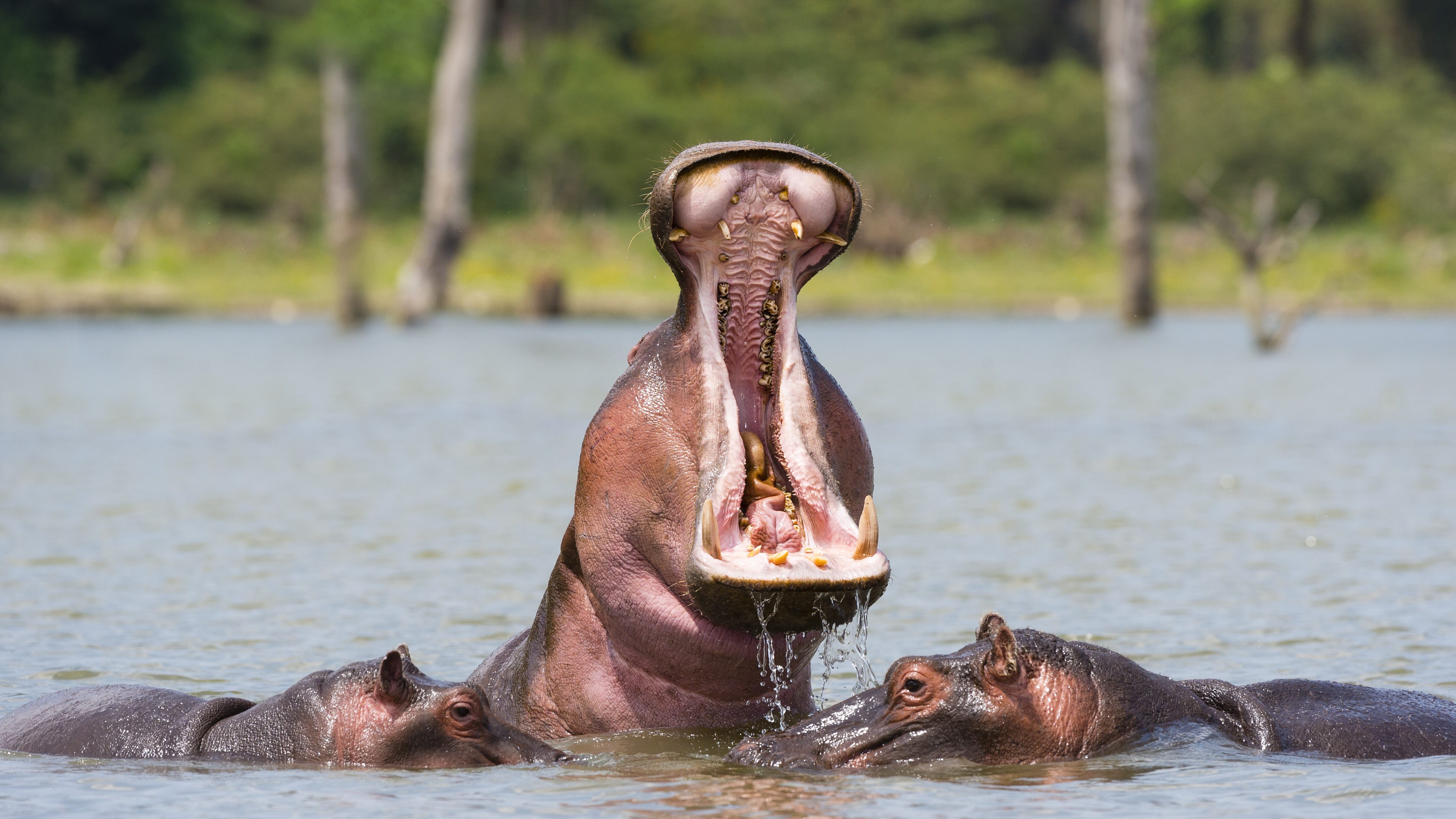 ippopotamo africano