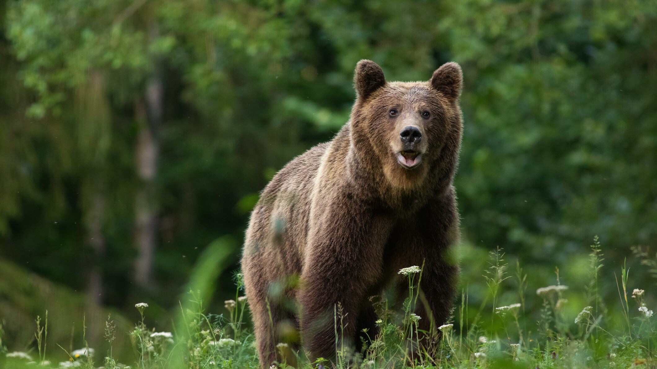 orso