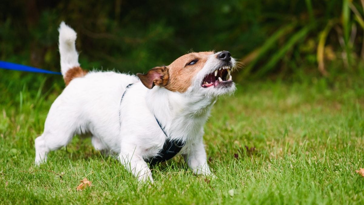 cane