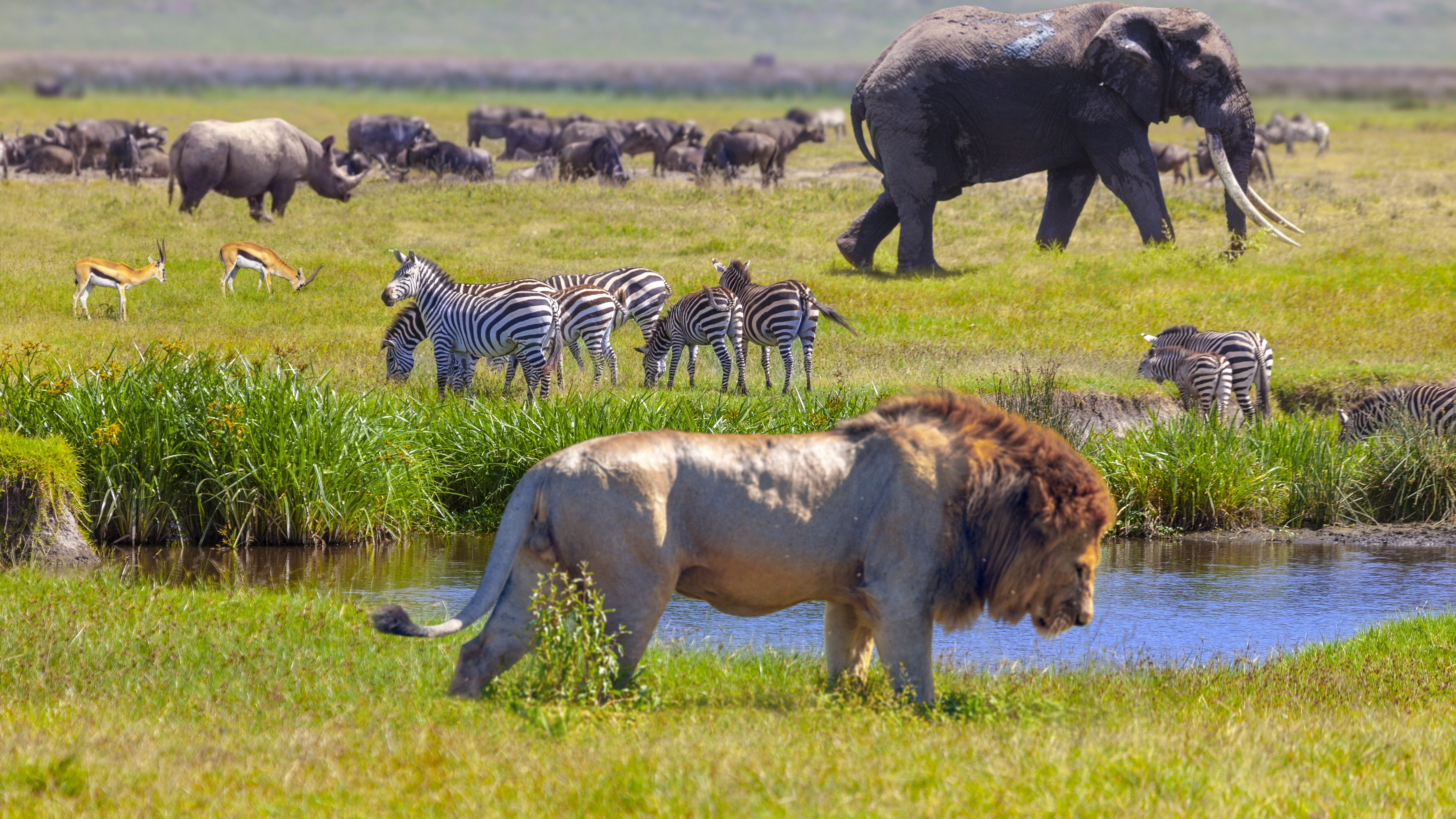 animali savana