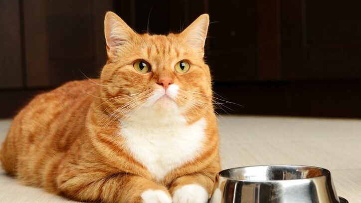 gatto