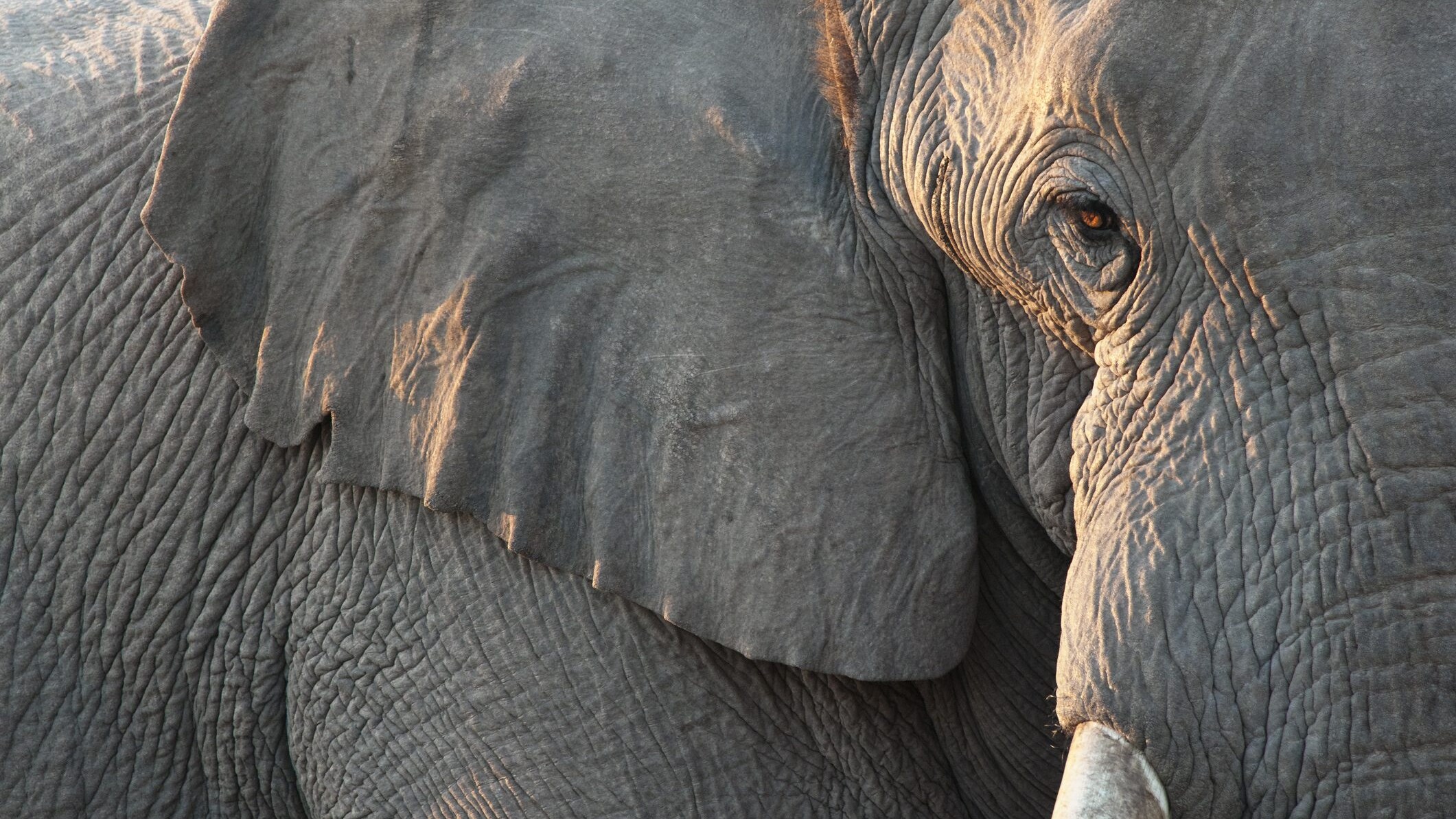 elefante