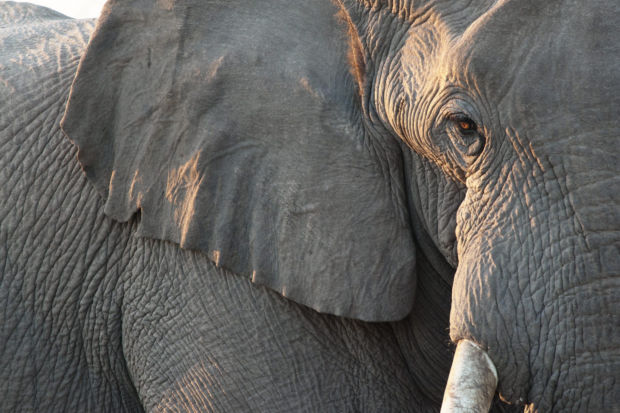 elefante