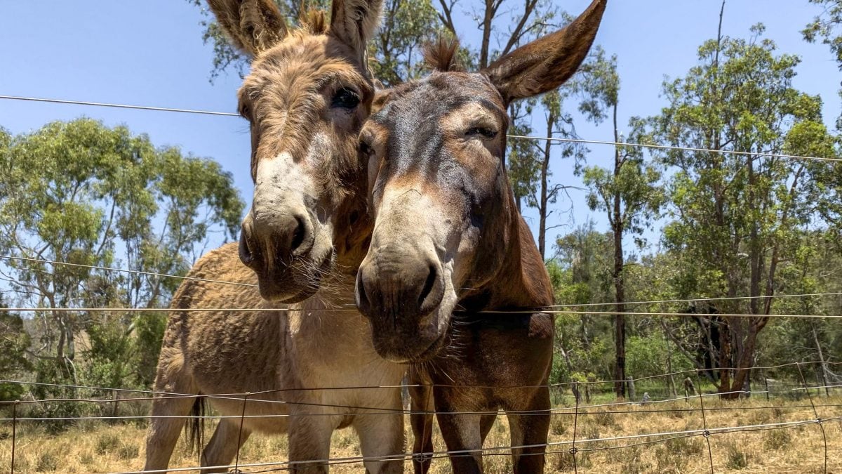 Asini Australia | Kodami