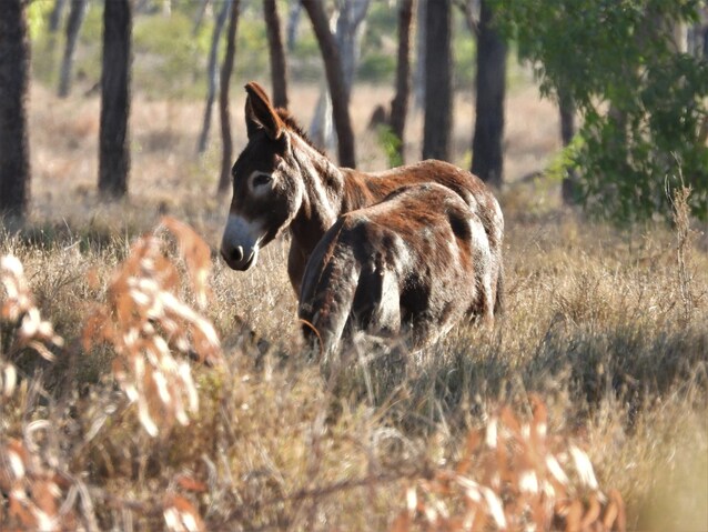 asini australia | Kodami