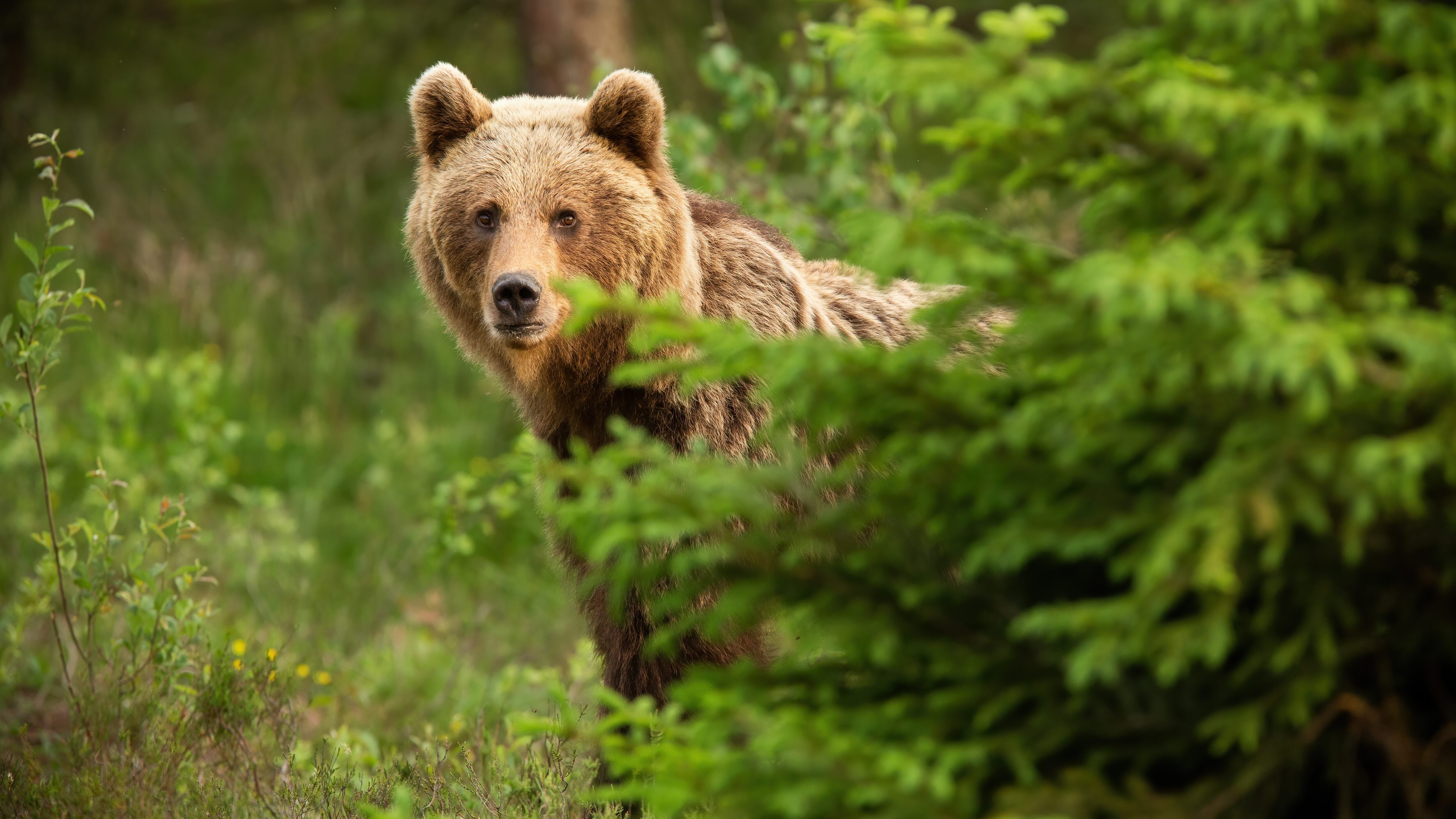 orso