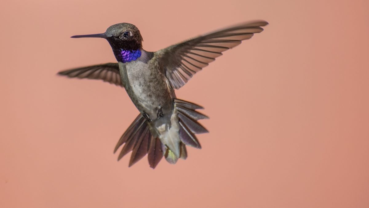colibri mento nero | Kodami