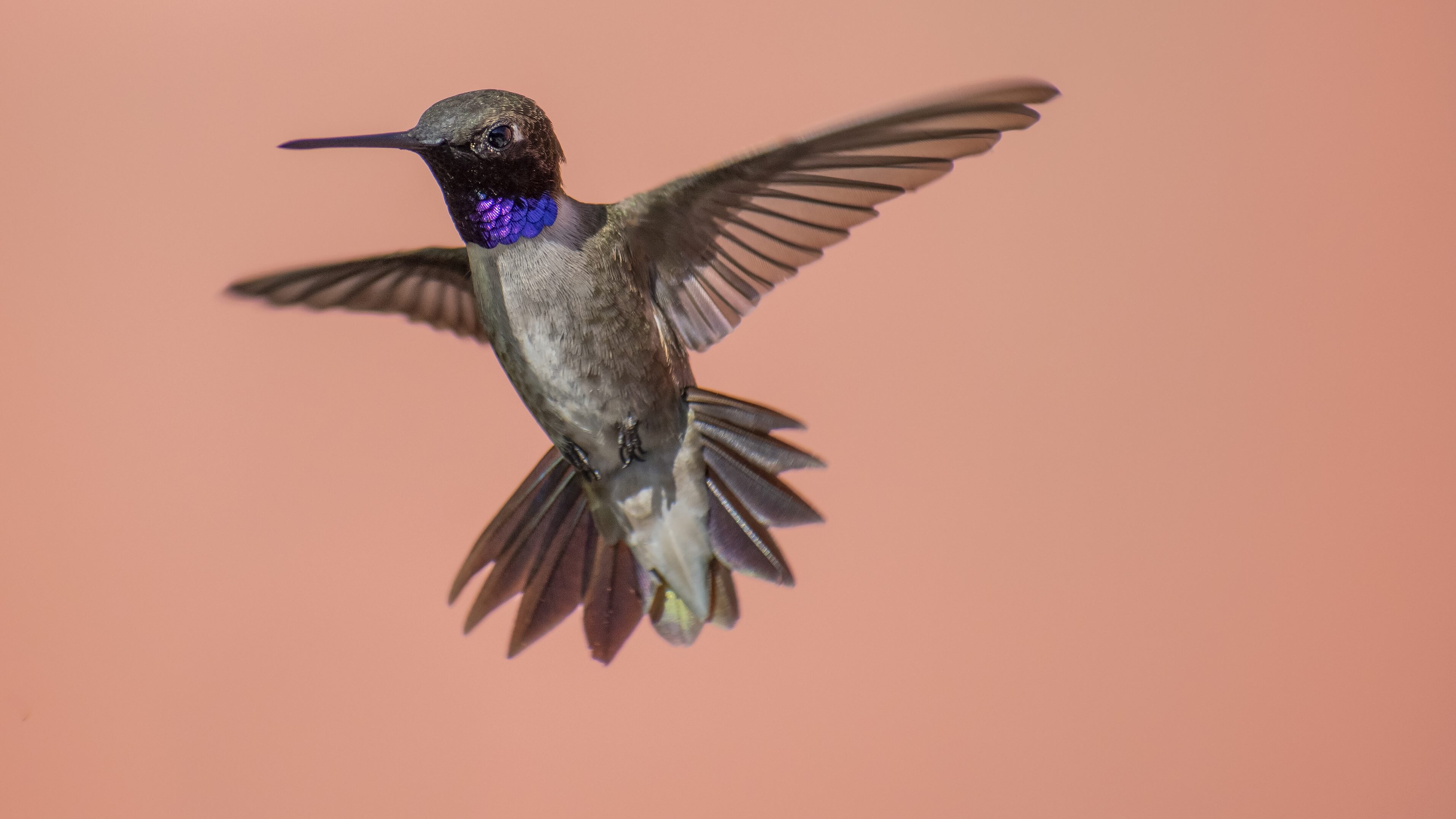 colibri mento nero | Kodami