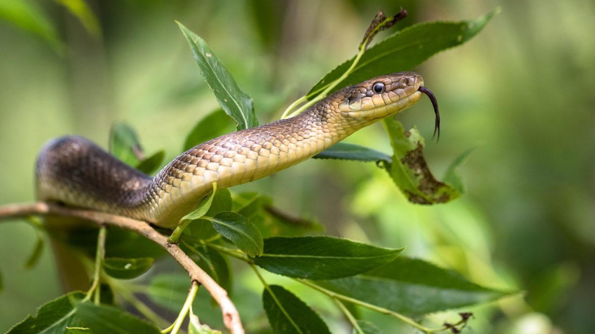 Serpente Esculapio (Zamenis longissimus)