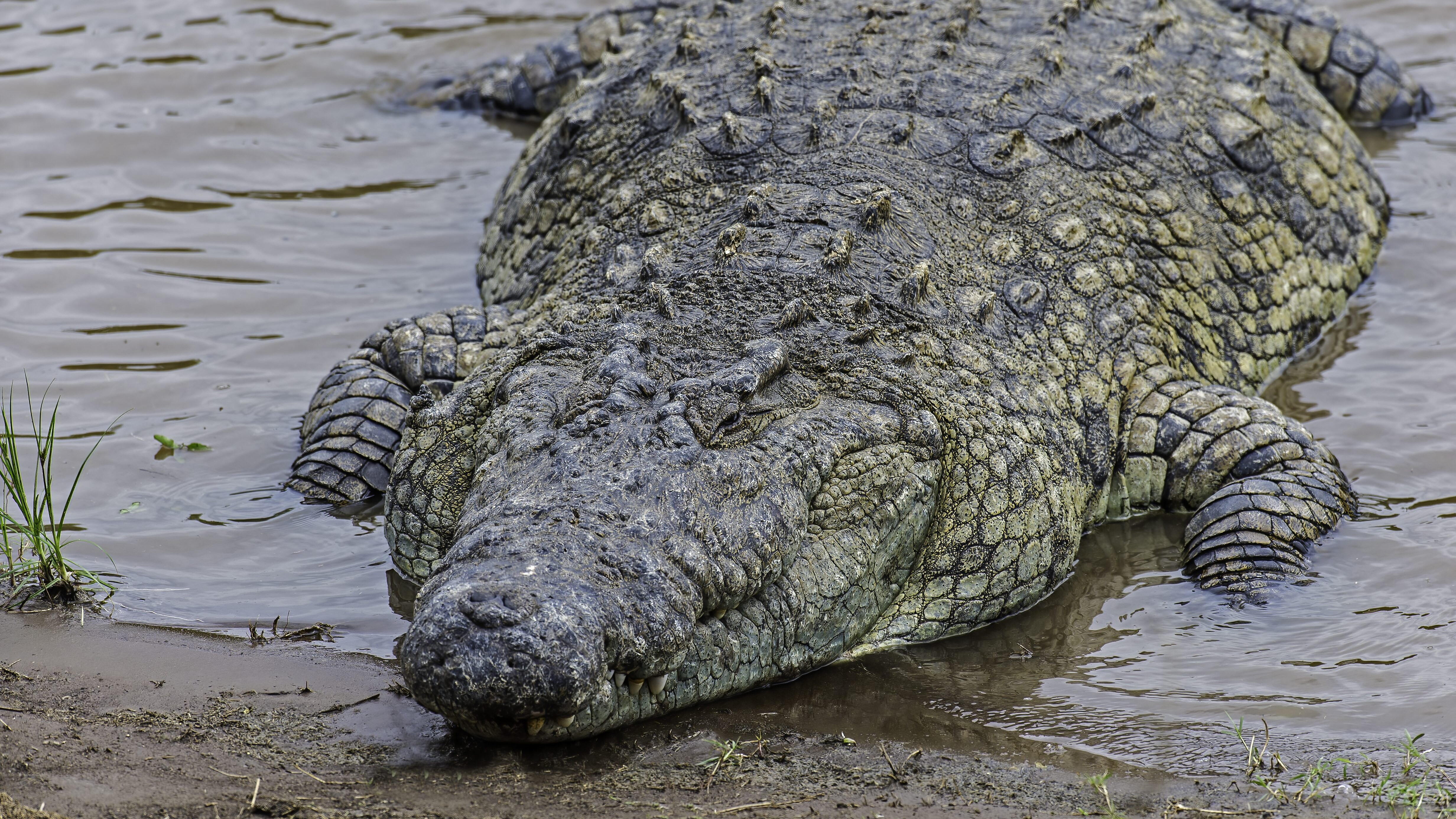 coccodrillo