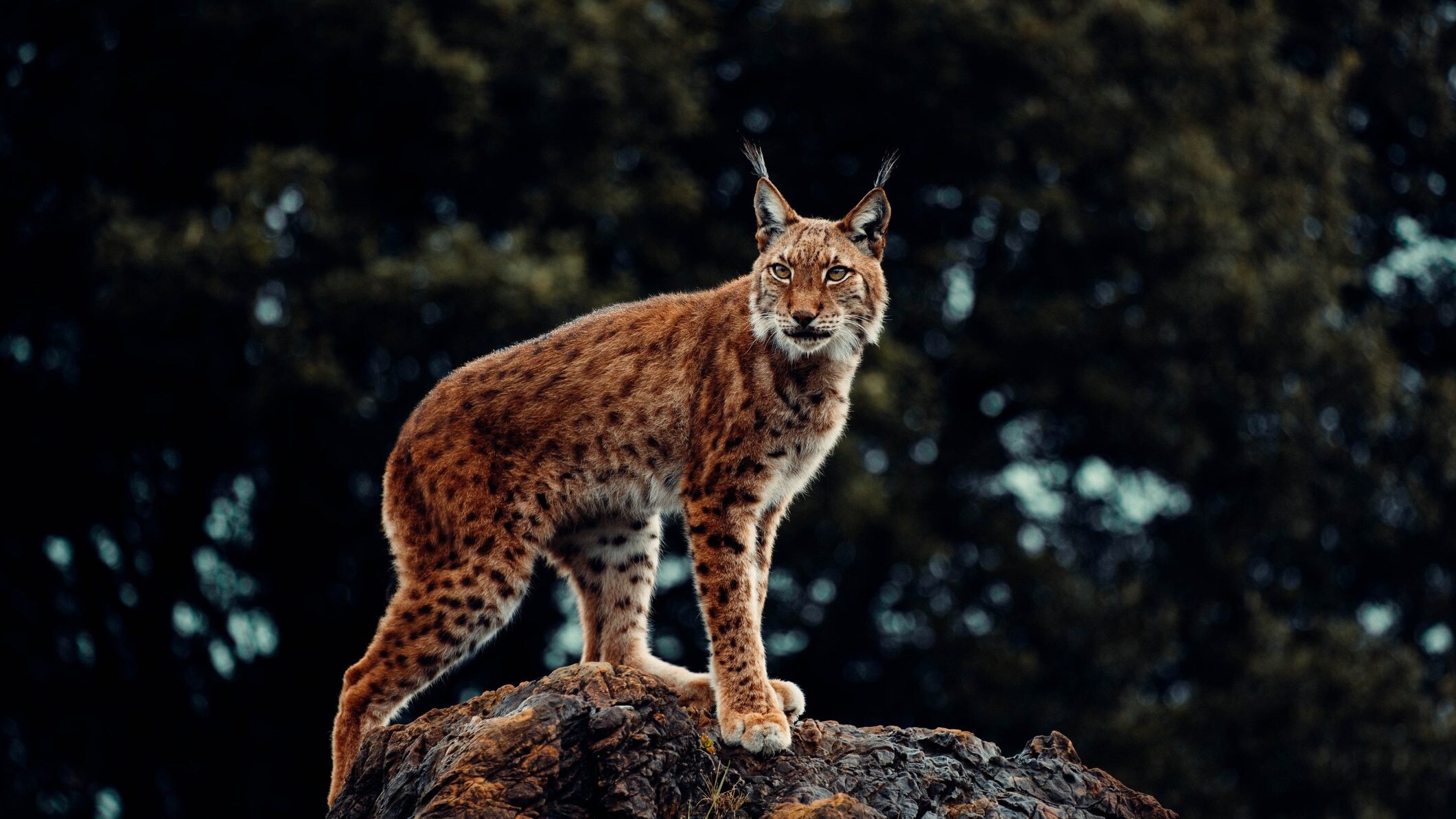 lince