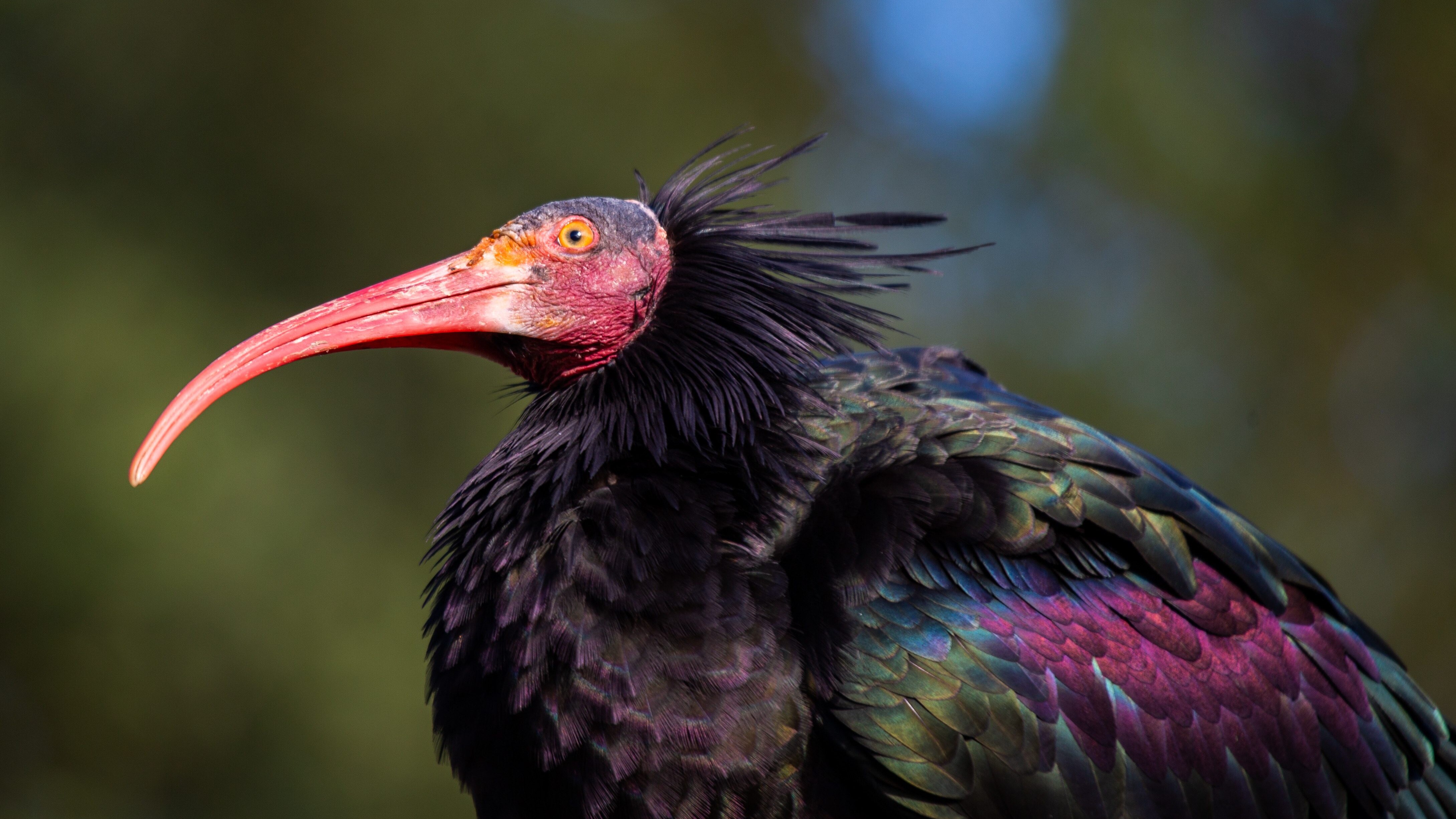 ibis sacro | kodami