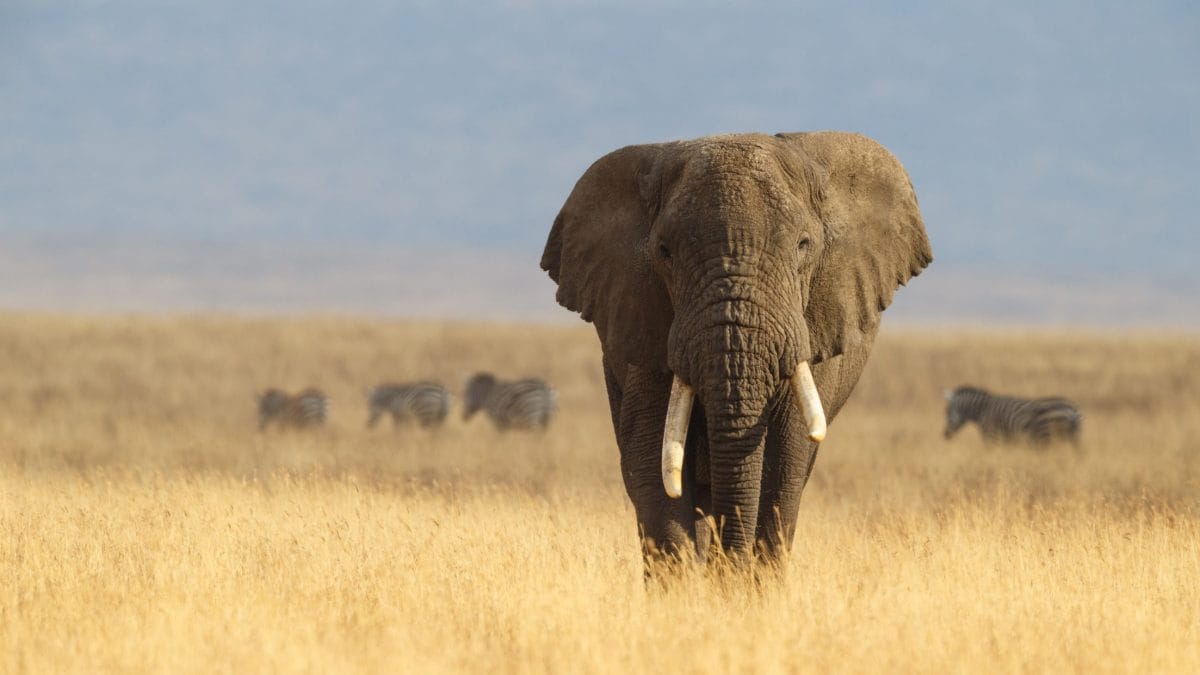 elefante