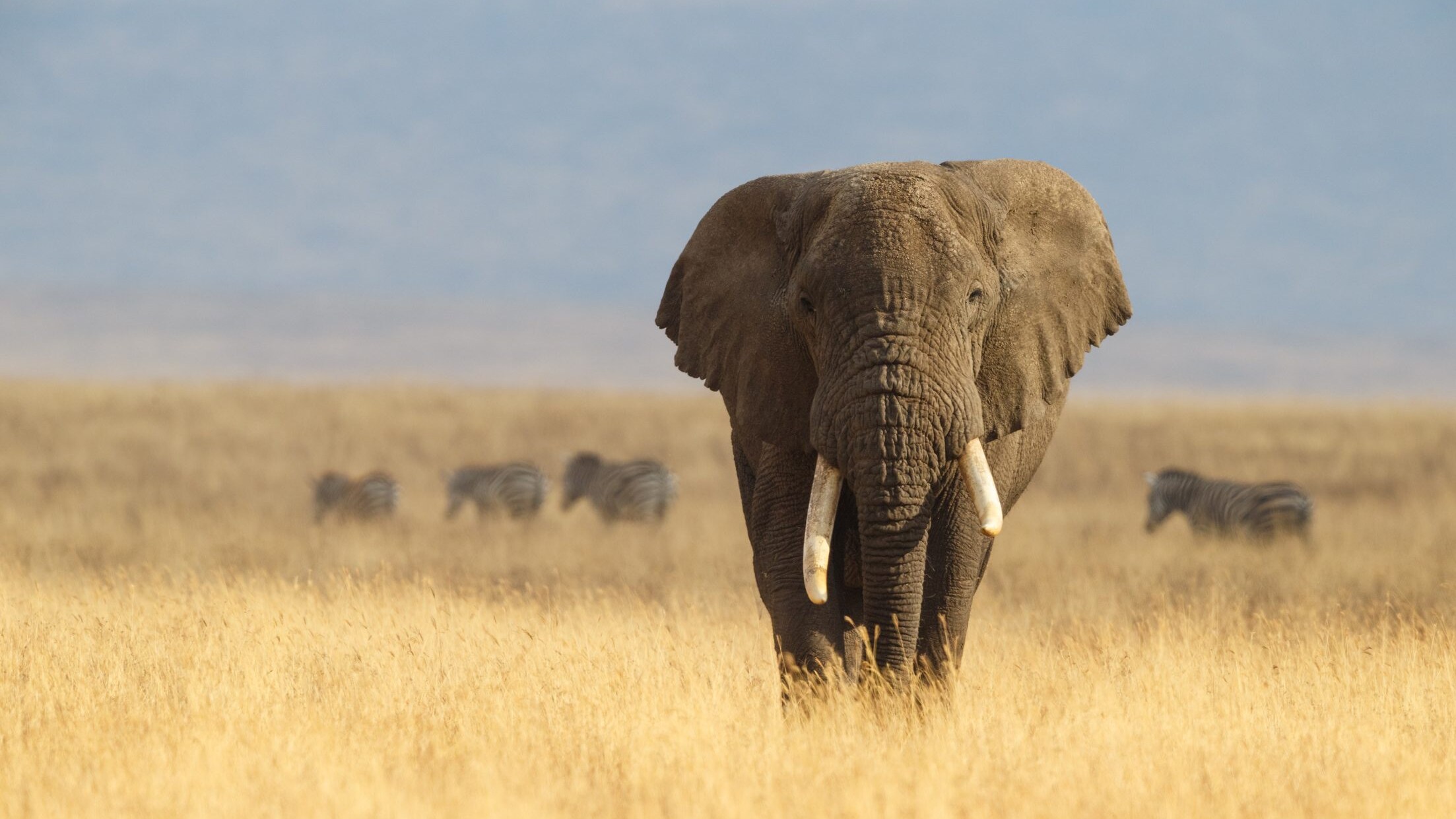 elefante